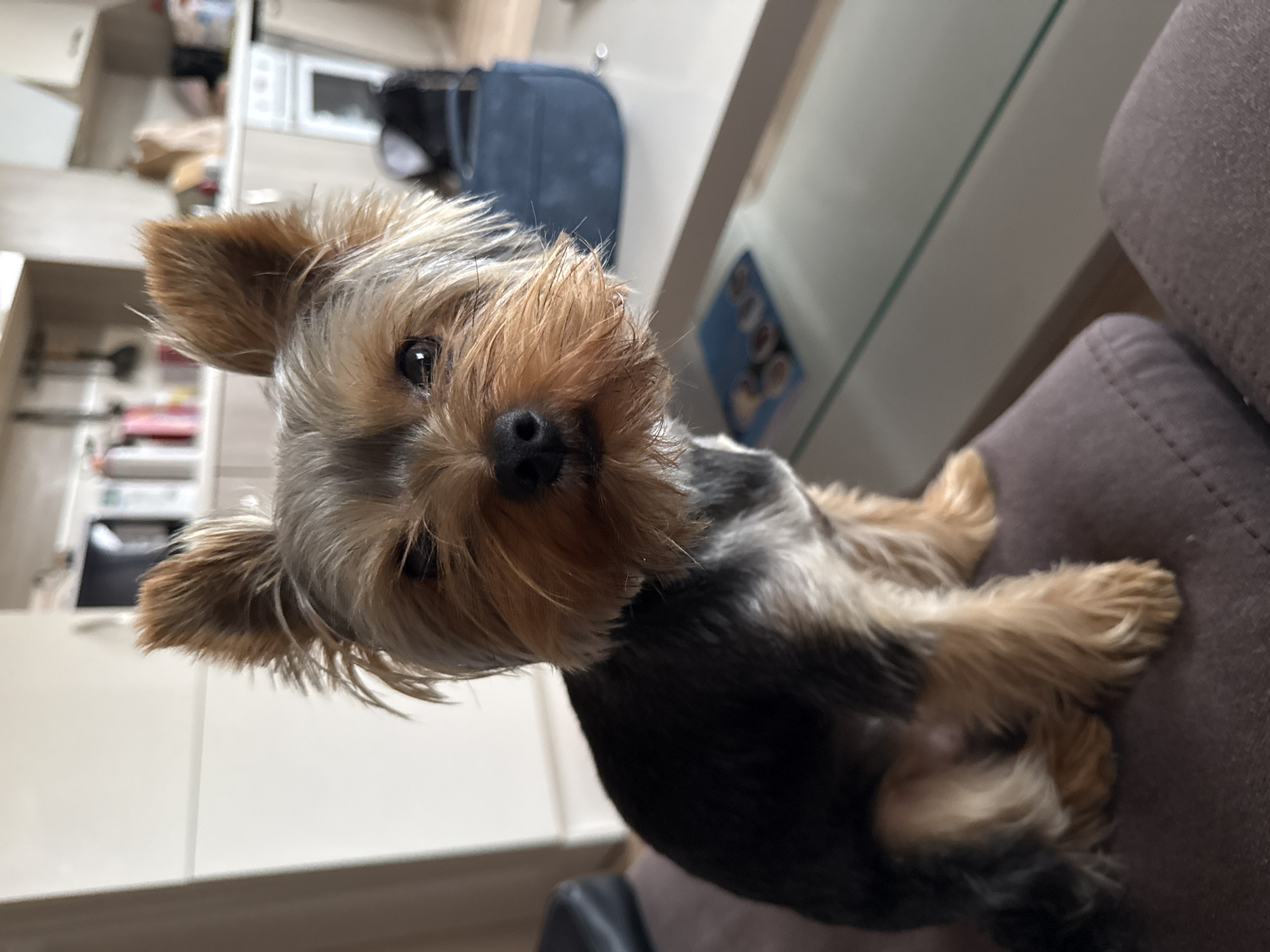 Woman and Yorkshire Terrier photographed at home in Varna