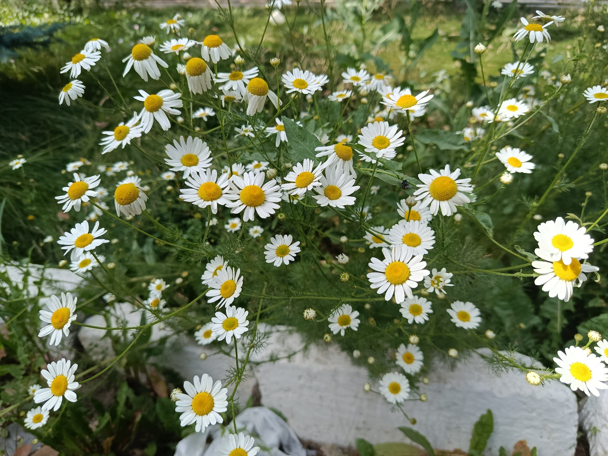 Wild daisies and pine cones in Karakol's natural landscape