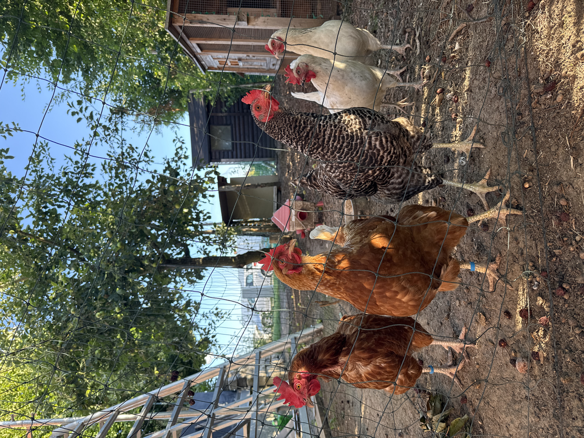 Backyard chickens, poppies, and random close-ups in Wettstetten