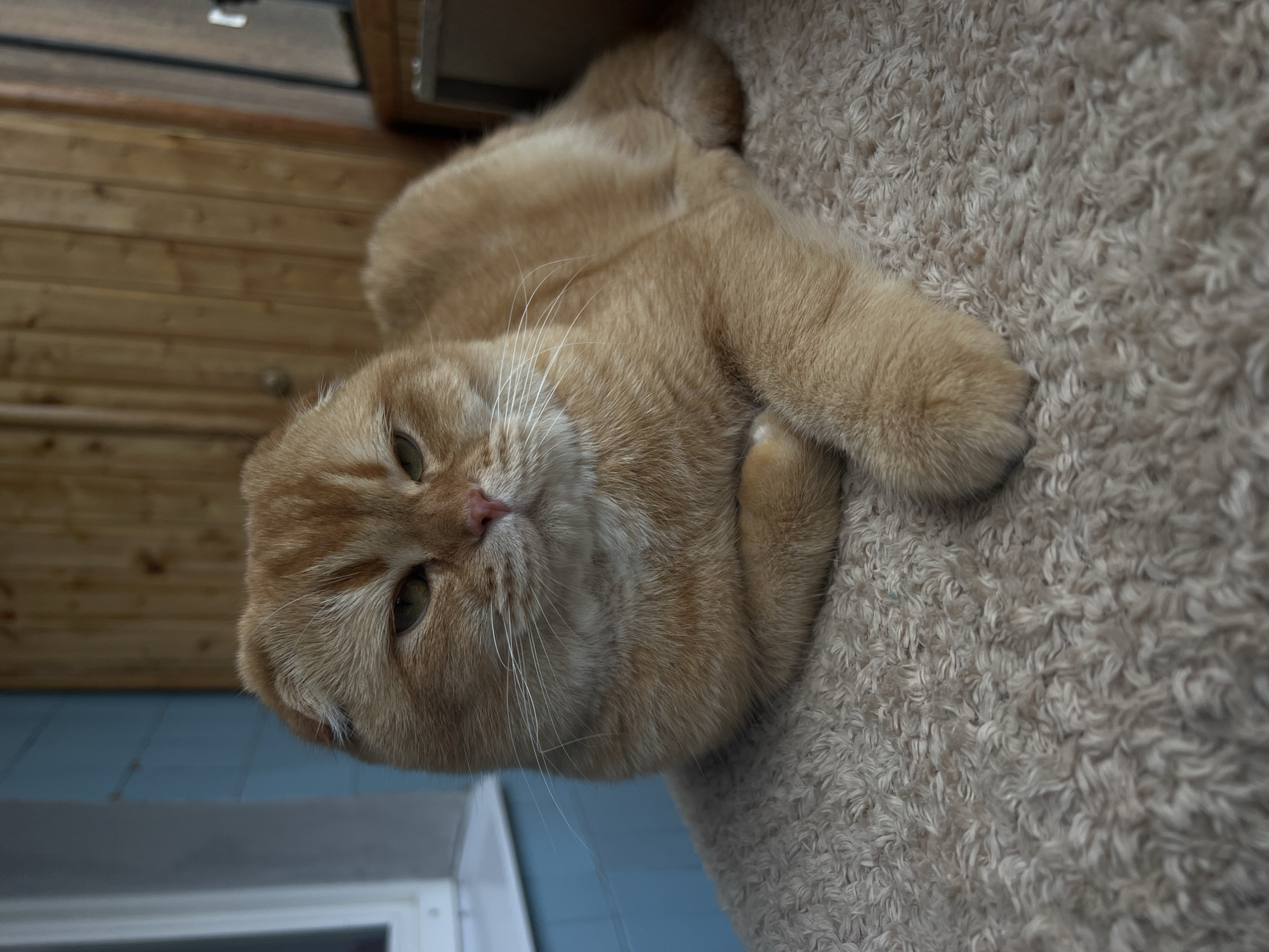Ginger Scottish Fold cat resting indoors in Voronezh