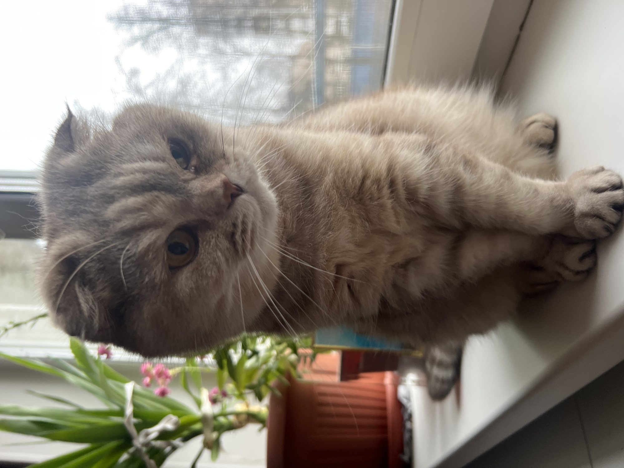 Morning life captured in Chaikovsky: babies, pets, selfies, snowy parks