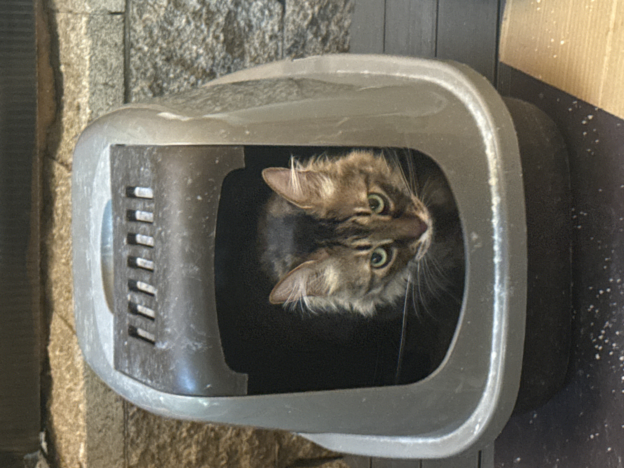 Domestic cats observed in everyday activities across Sofia homes