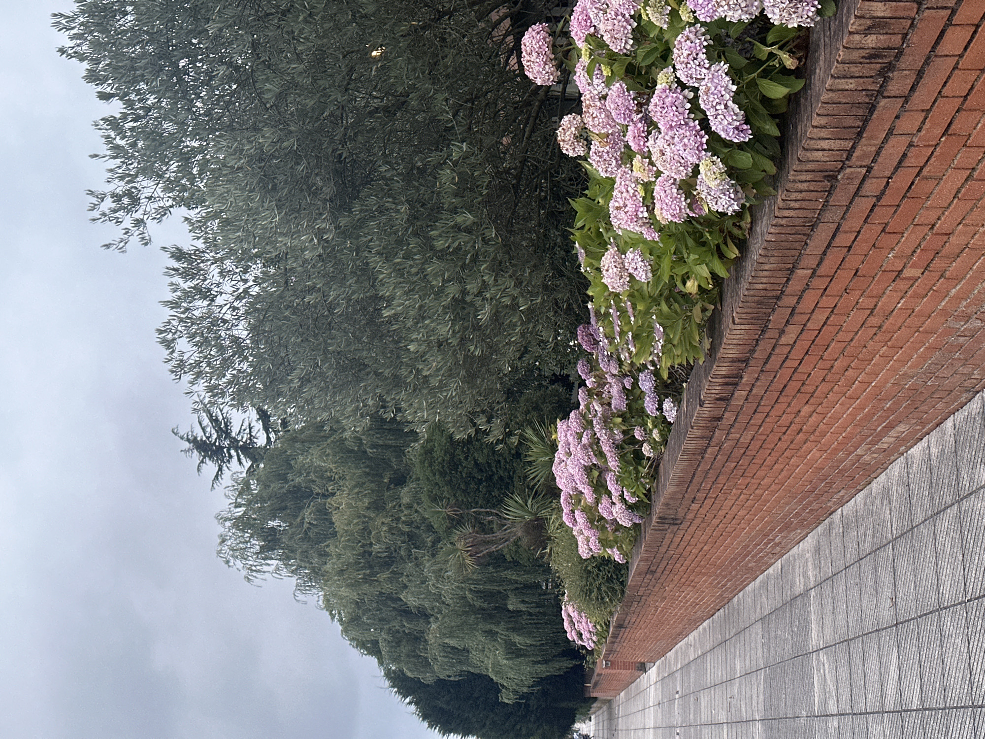 Evening walk past hydrangeas and quiet streets in Oviedo