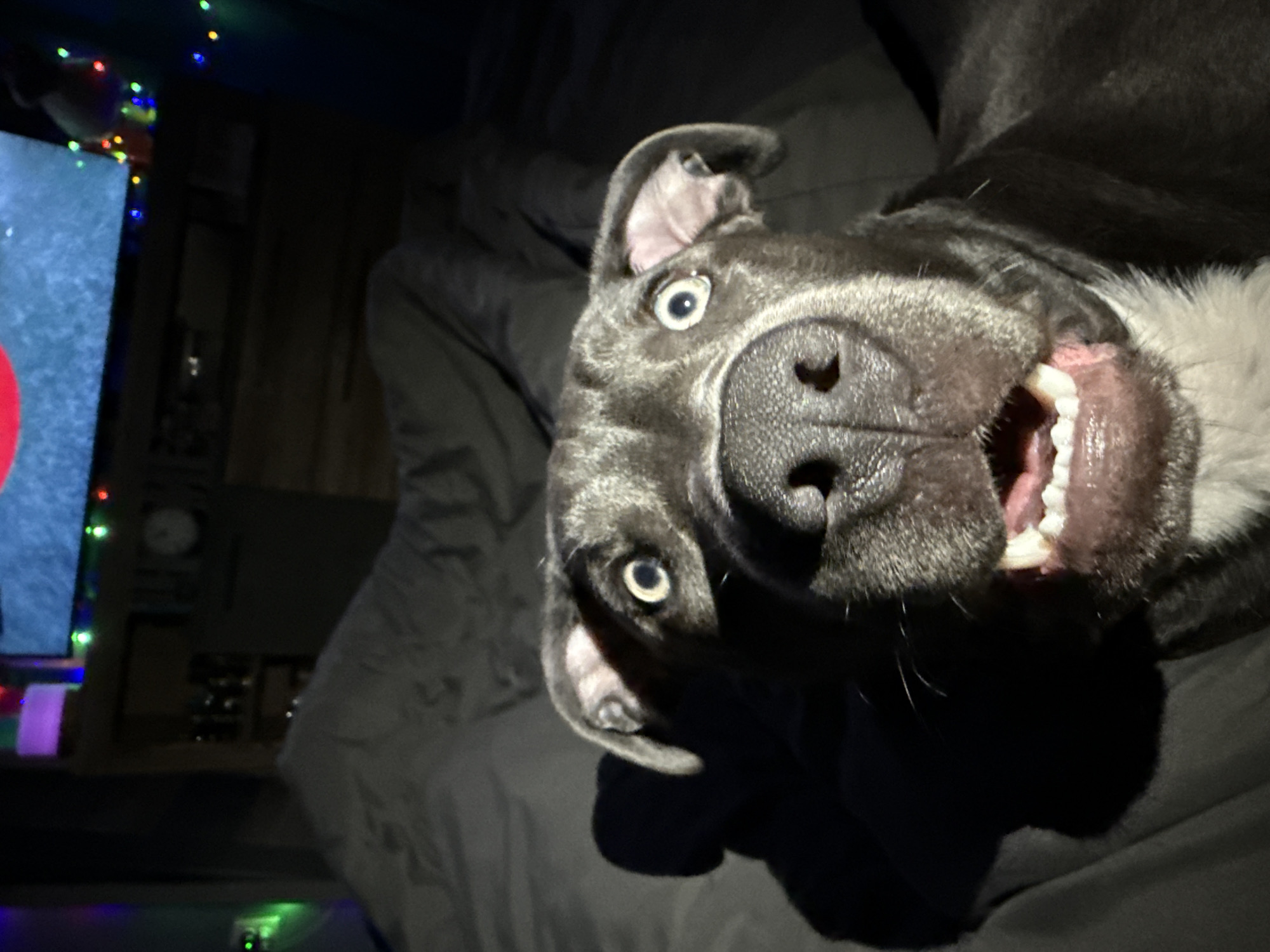 Alert Pitbull photographed indoors in Varna, Bulgaria