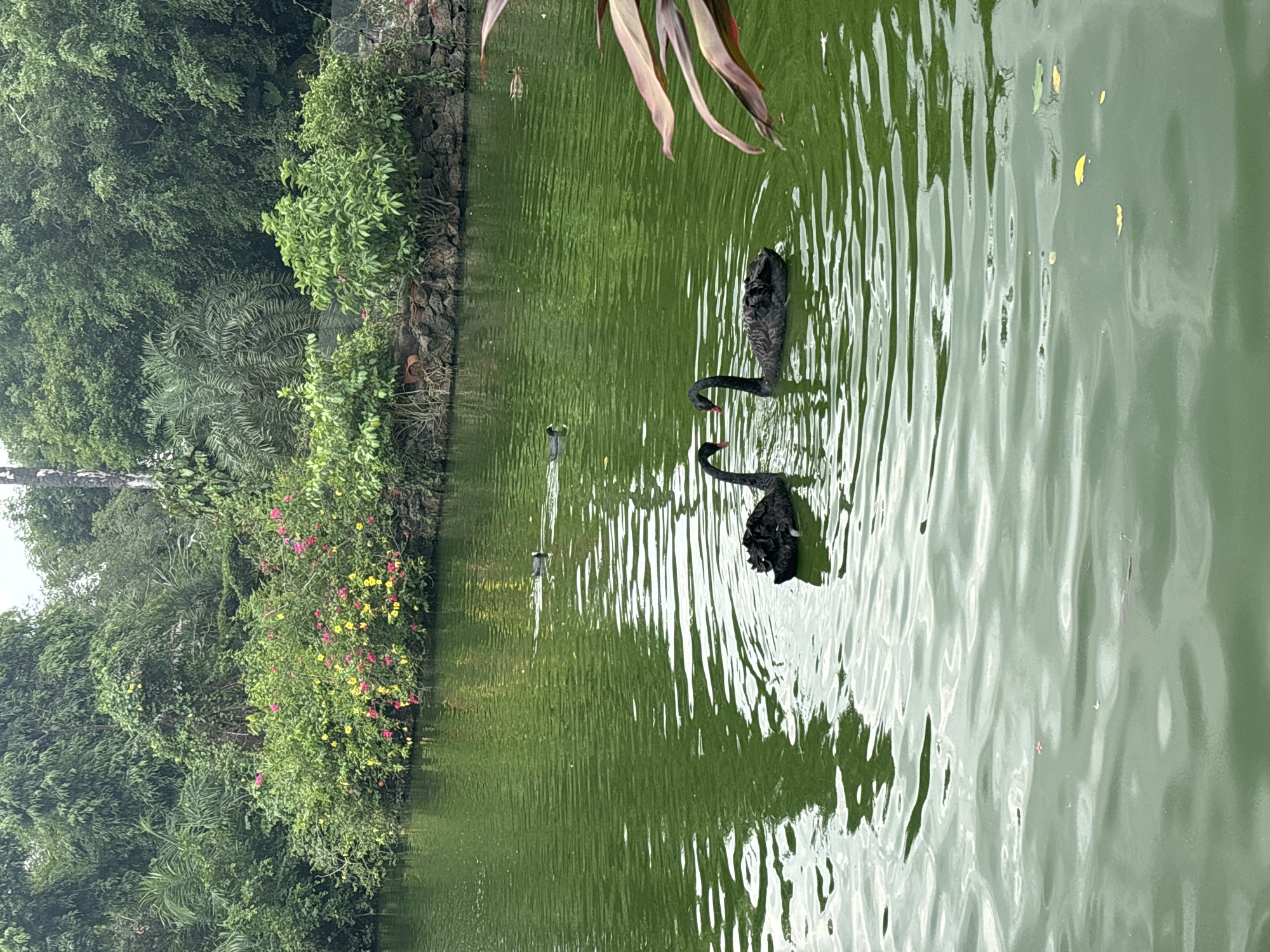 Animals and blooms on a quiet July morning in Xiuying