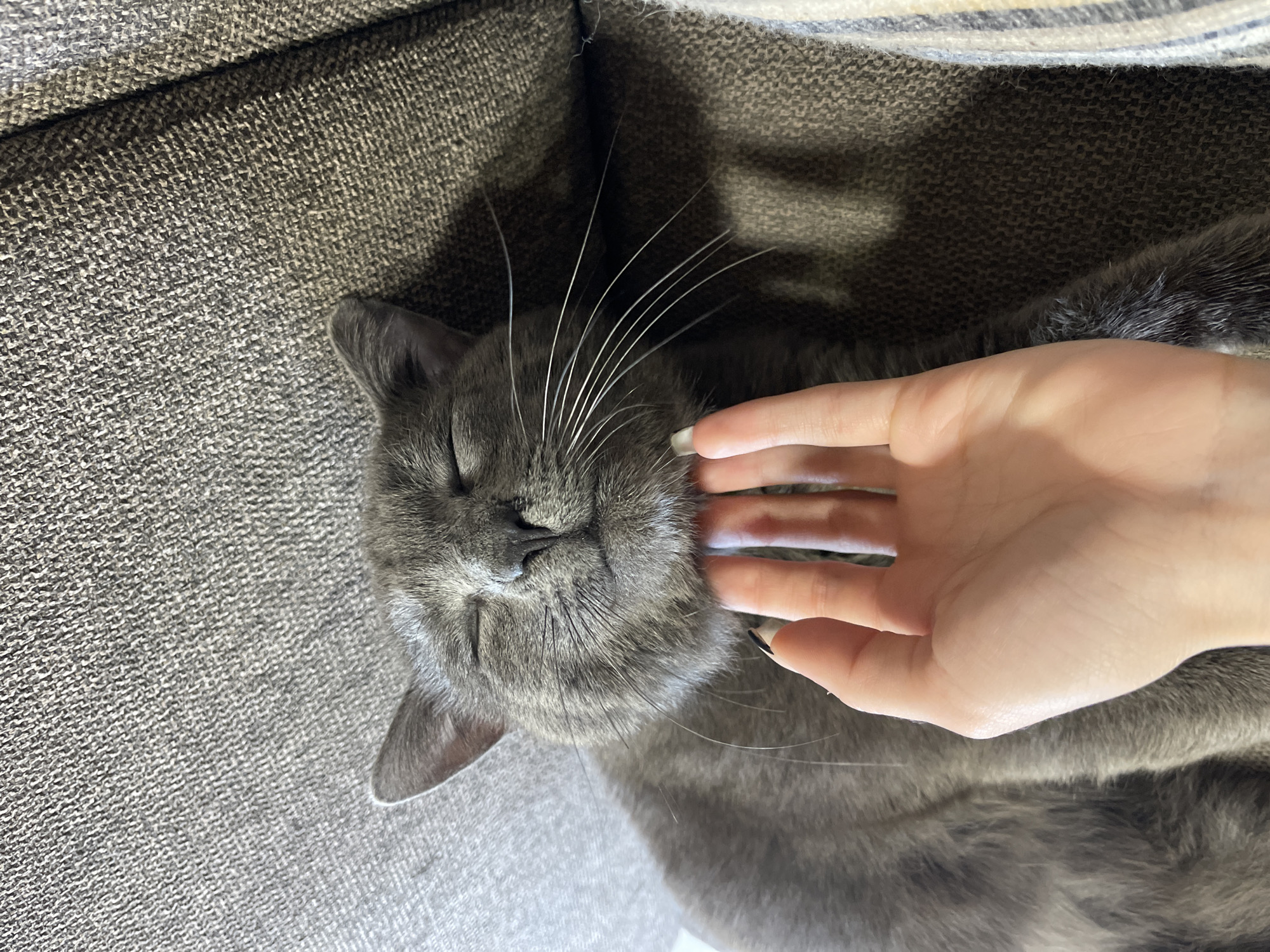 Grey cat rests and grooms on couch in Bulgaria