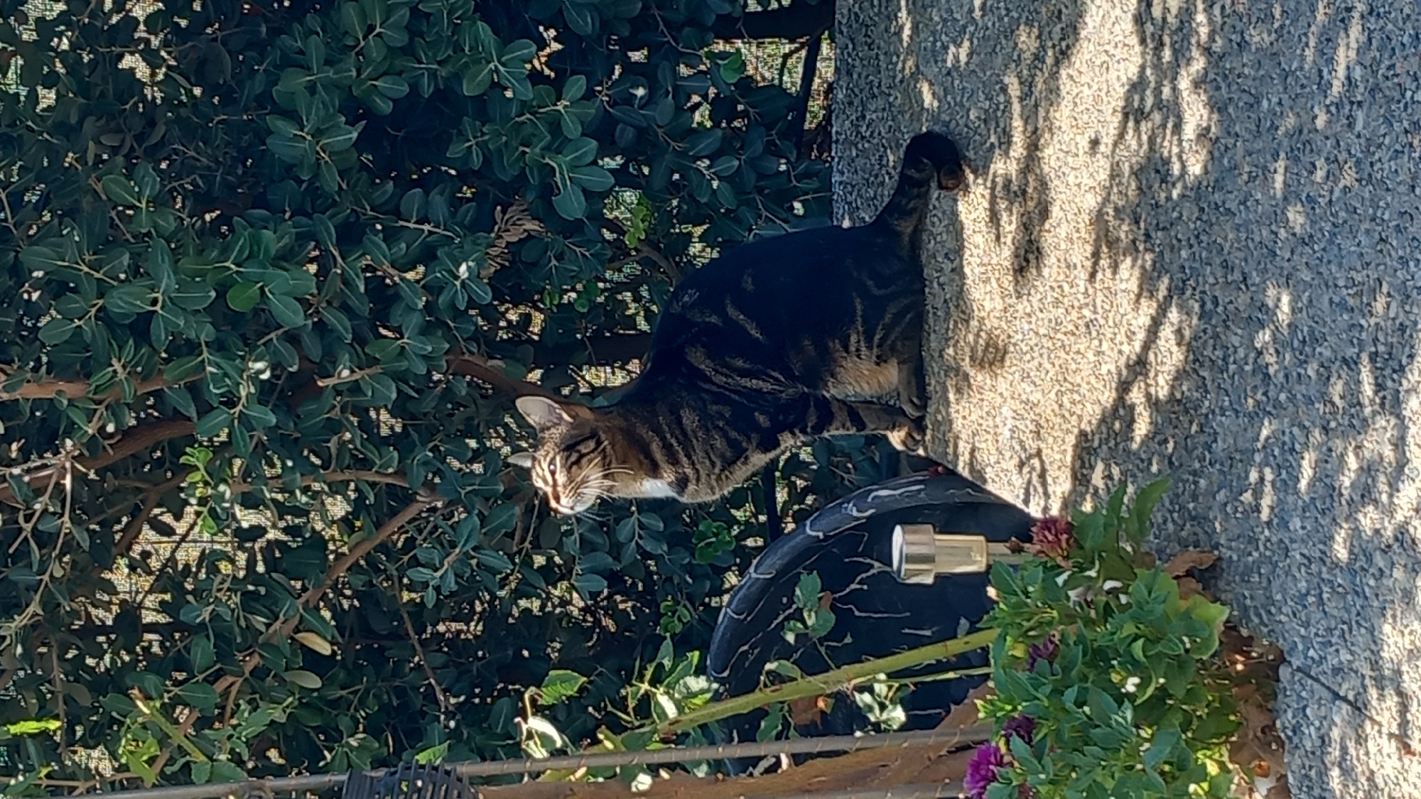 Άγιος Νεκτάριος, Greece