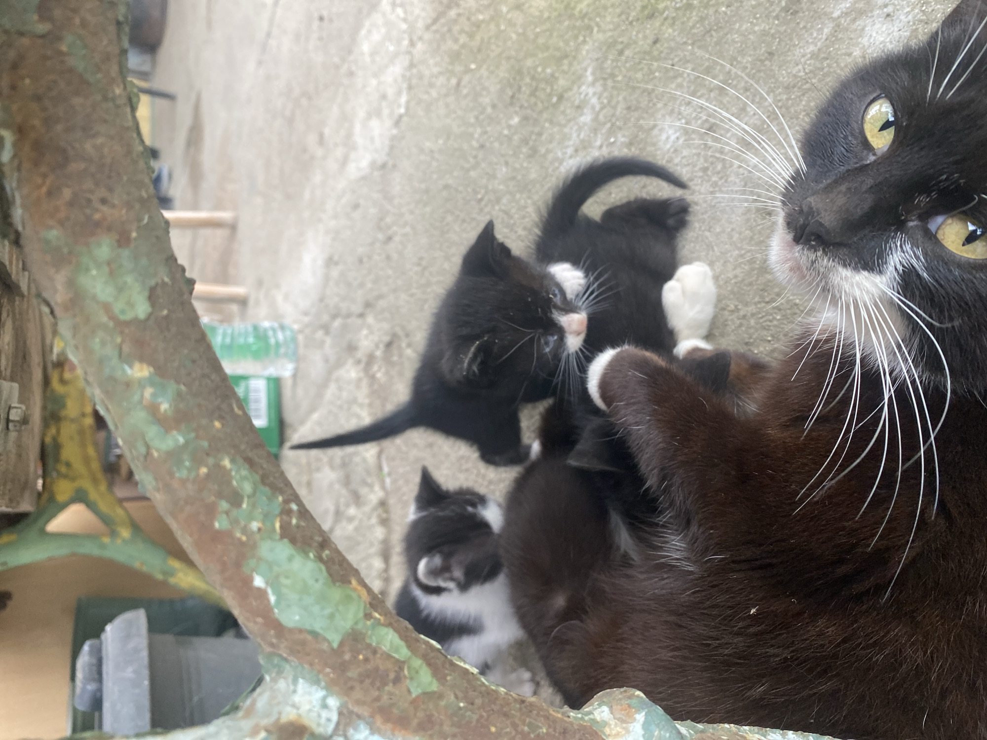 Mother cat with three kittens spotted in Debelt, Bulgaria