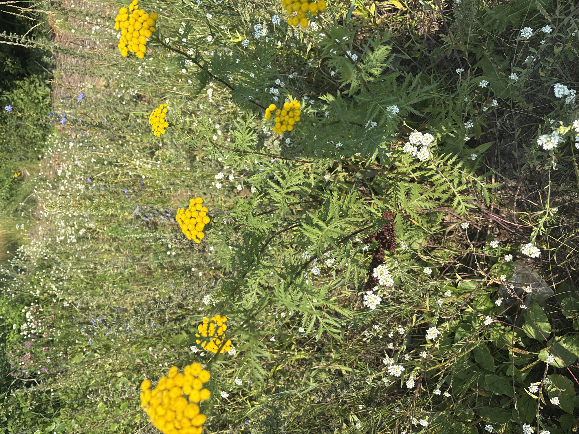 Summer garden blooms and a sleepy white cat in Chaikovsky
