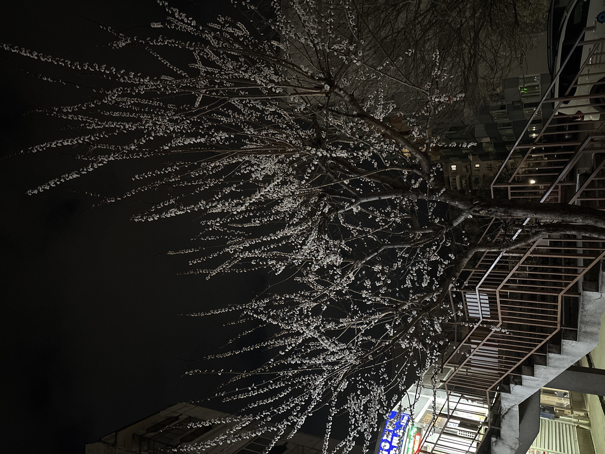 Blooming tree captured in nighttime urban scene in Bulgaria