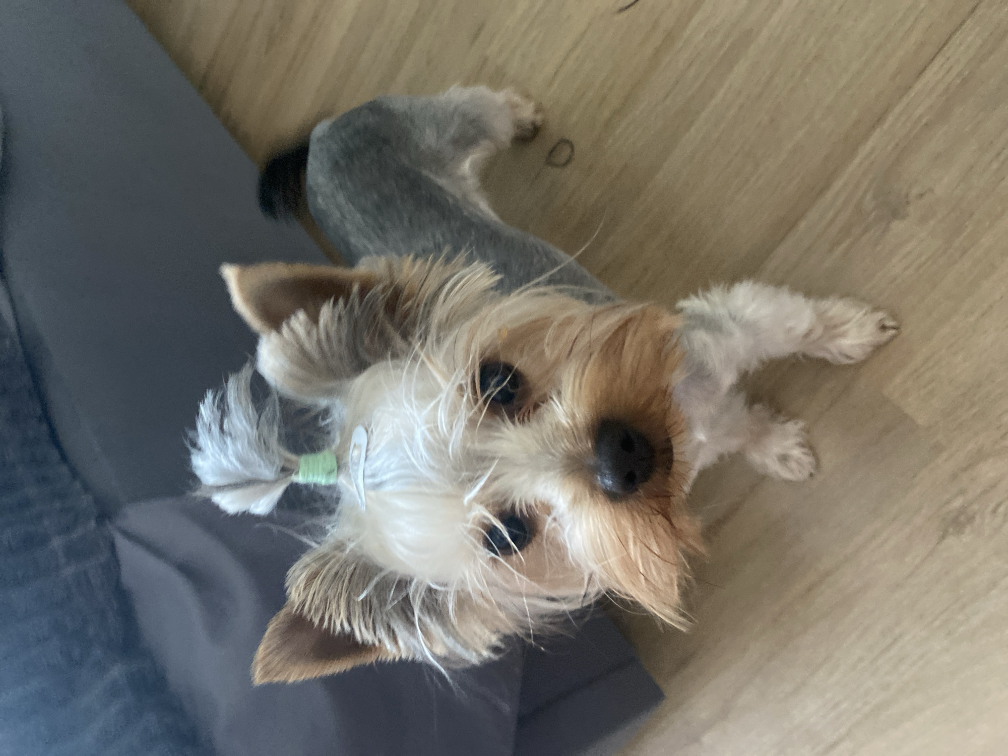 Yorkie at home, standing, lounging, and posing