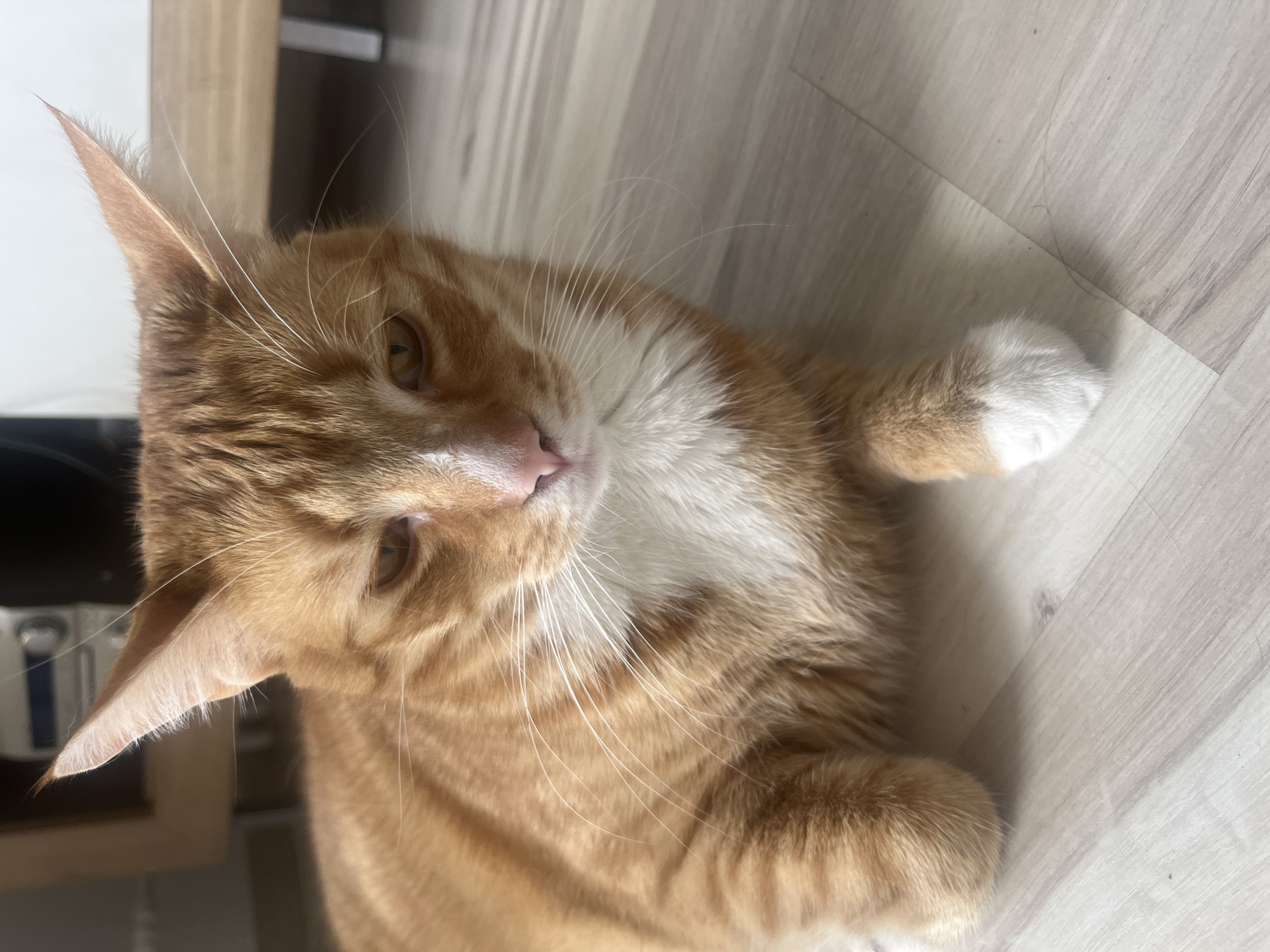 Orange tabby doing absolutely nothing, very thoroughly
