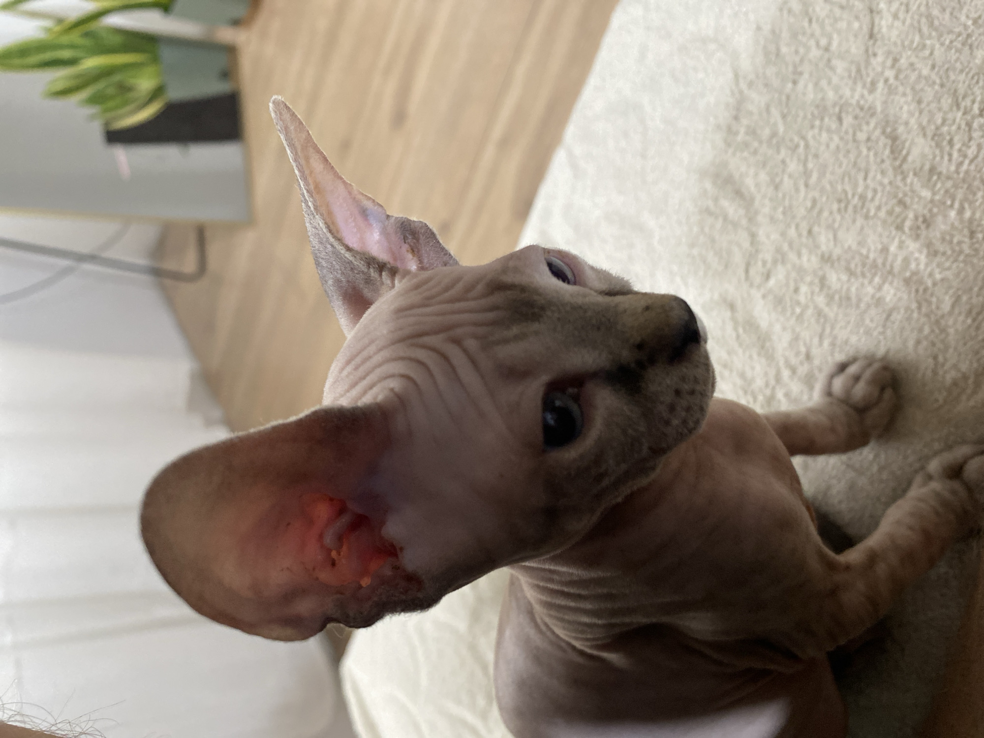 Sphynx Cat Spotted Playing in Two Russian Towns