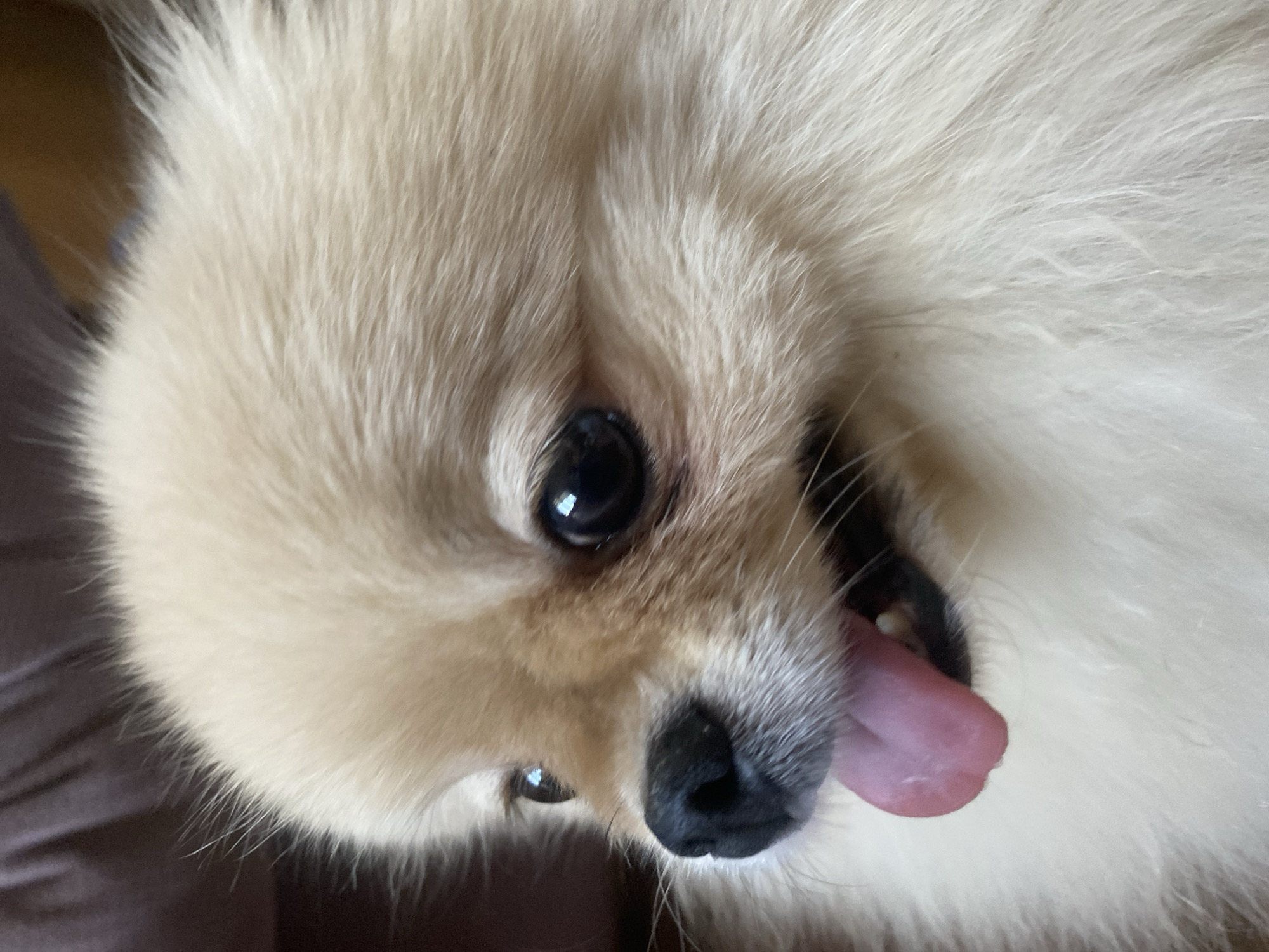 Pet Pomeranian and budgerigar hanging out at home