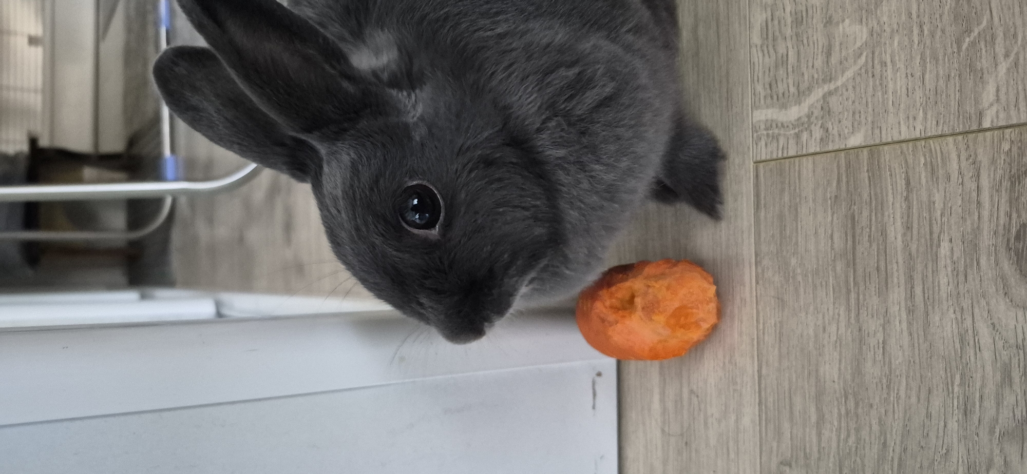 Gray rabbit on a wooden floor, carrot nearby, Ussurijsk
