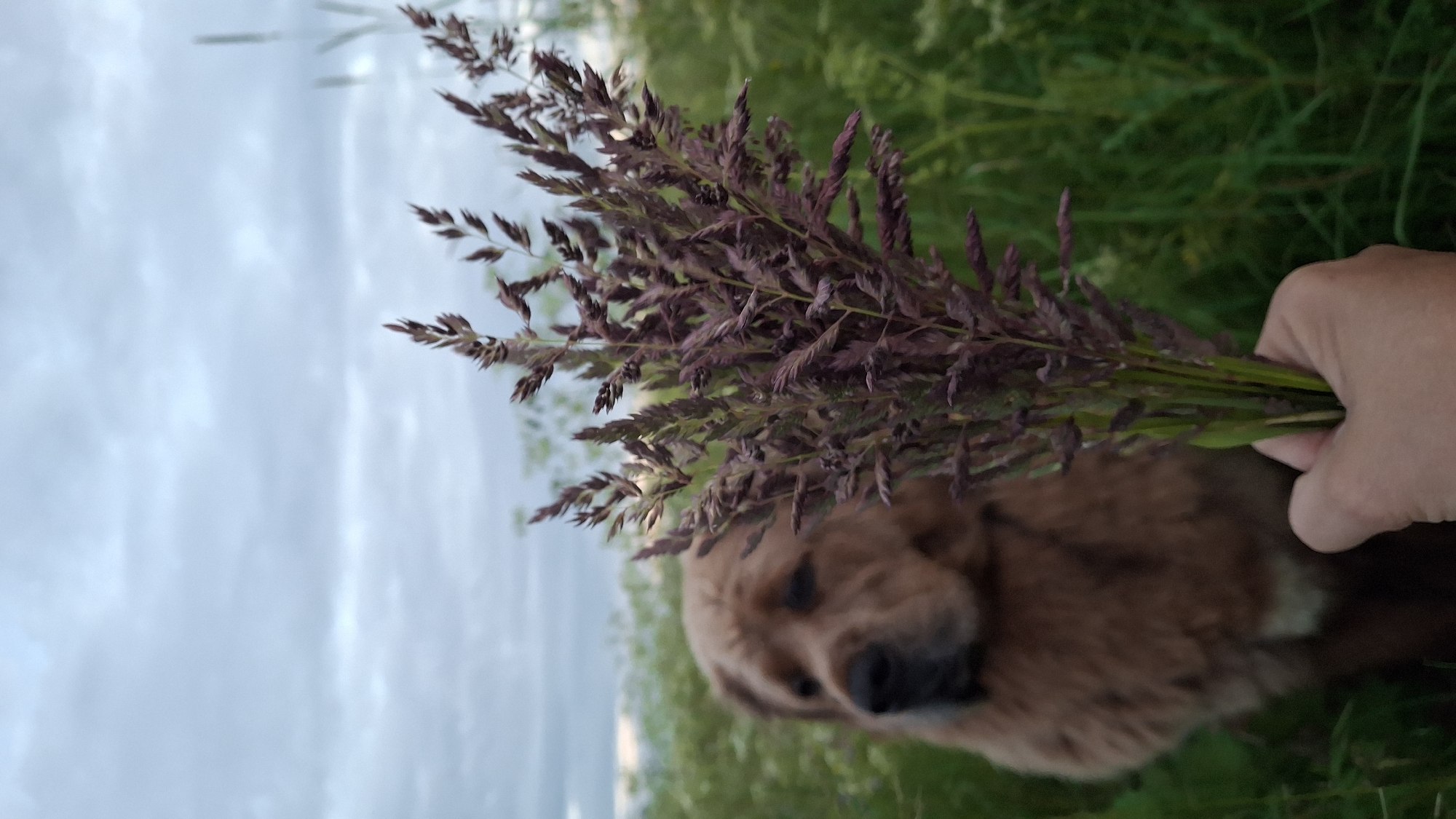 Dog walk through a wildflower field at sunset, Kempelevo