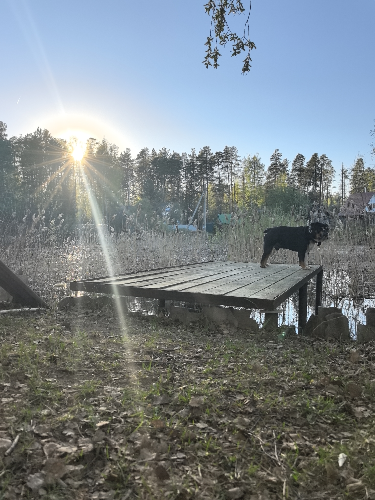 Afternoon lakeside moments with dog and swing set documented