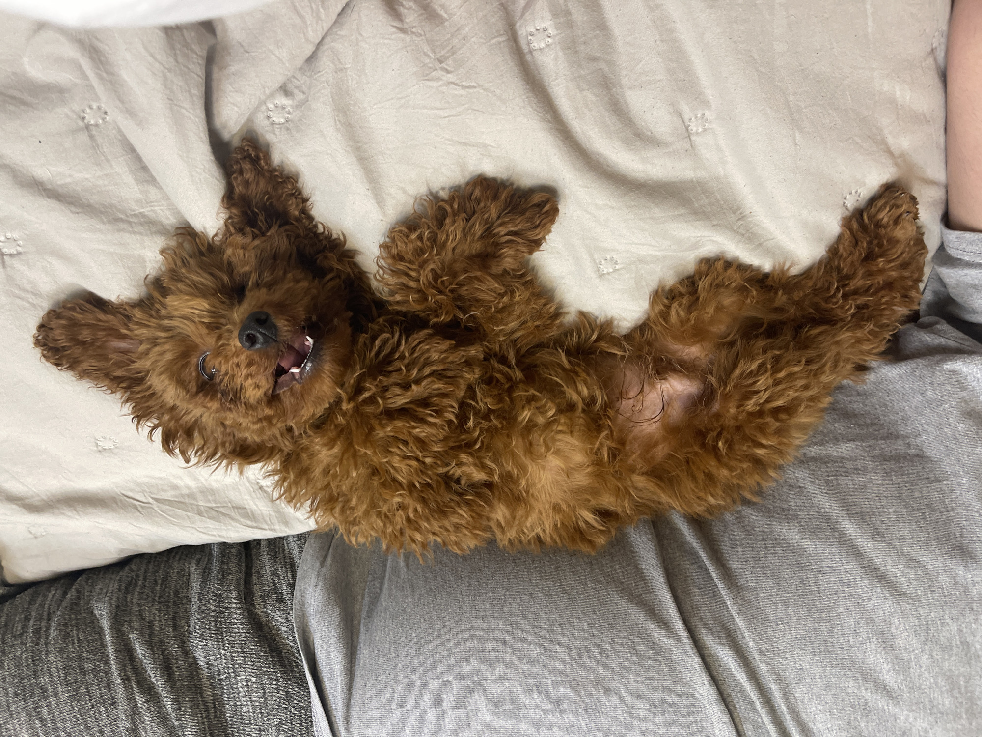 Brown curly dog enjoys bedtime with owner in Sofia