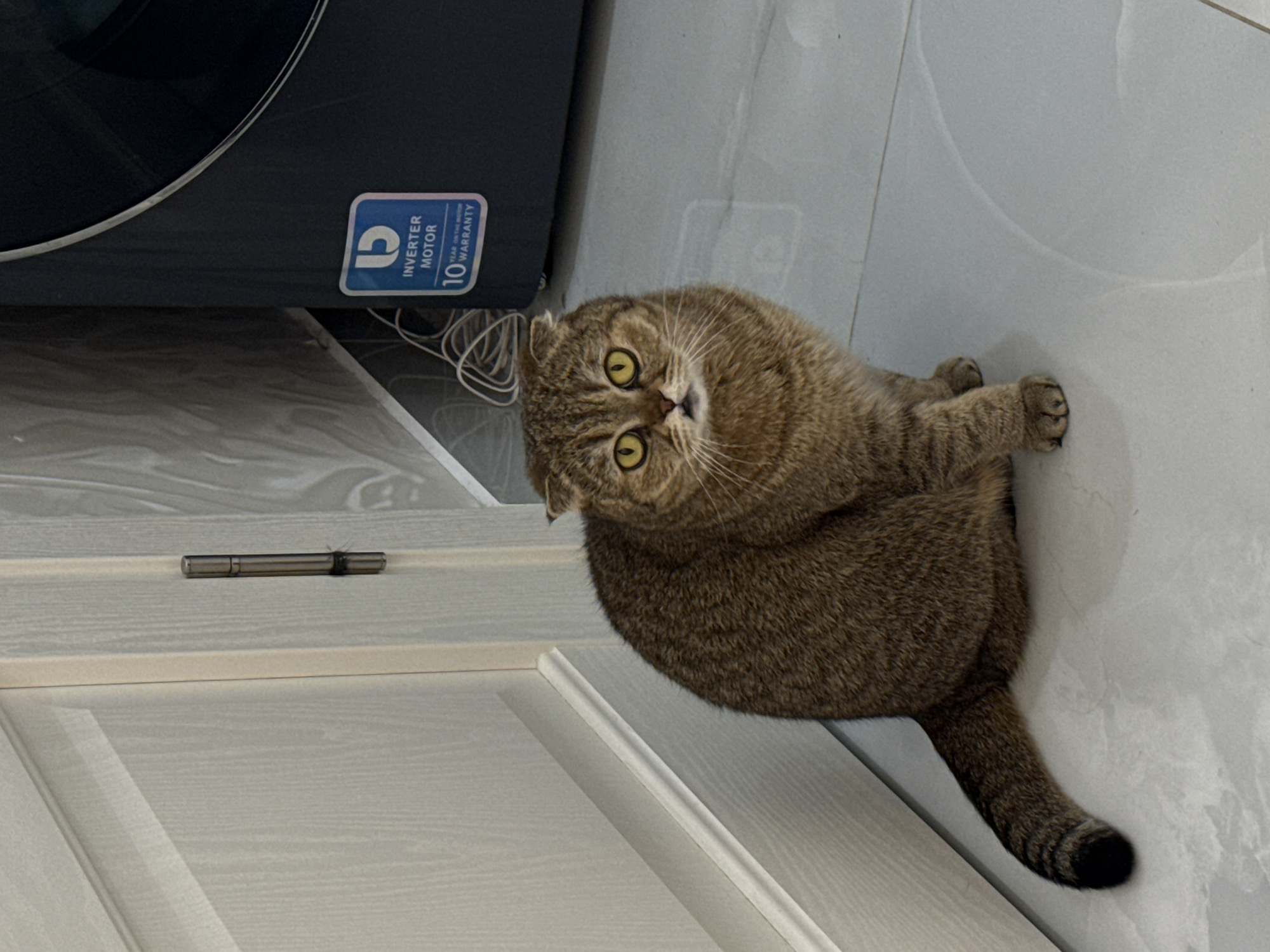 Scottish Fold cat documented playing, resting in Moscow apartment