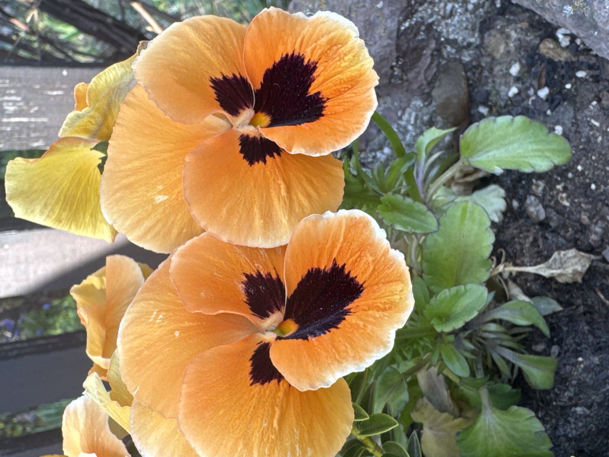 Orange pansies bloom in Ljubljana gardens