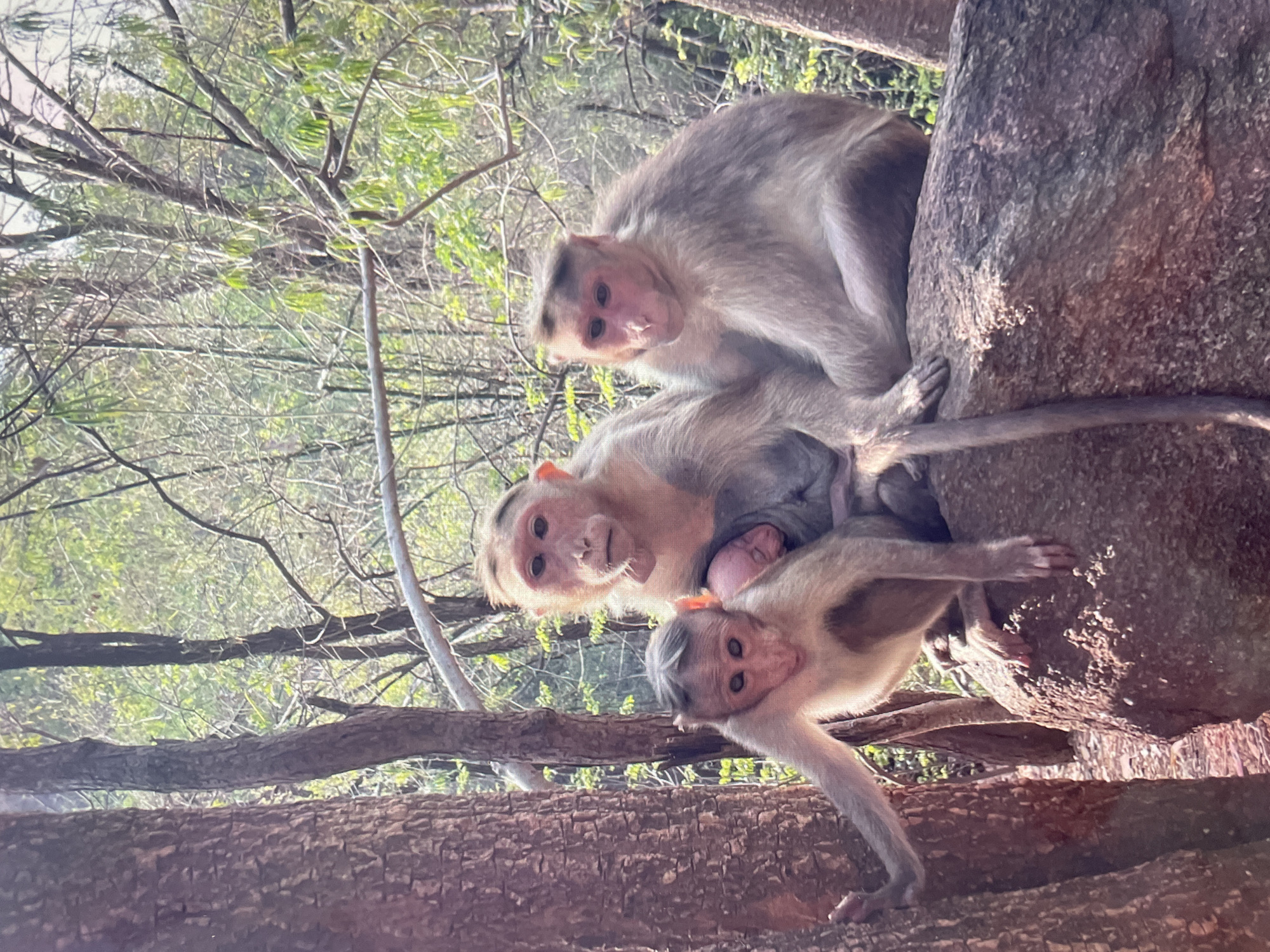 Monkey families gather on rocks overlooking Perumbakkam city