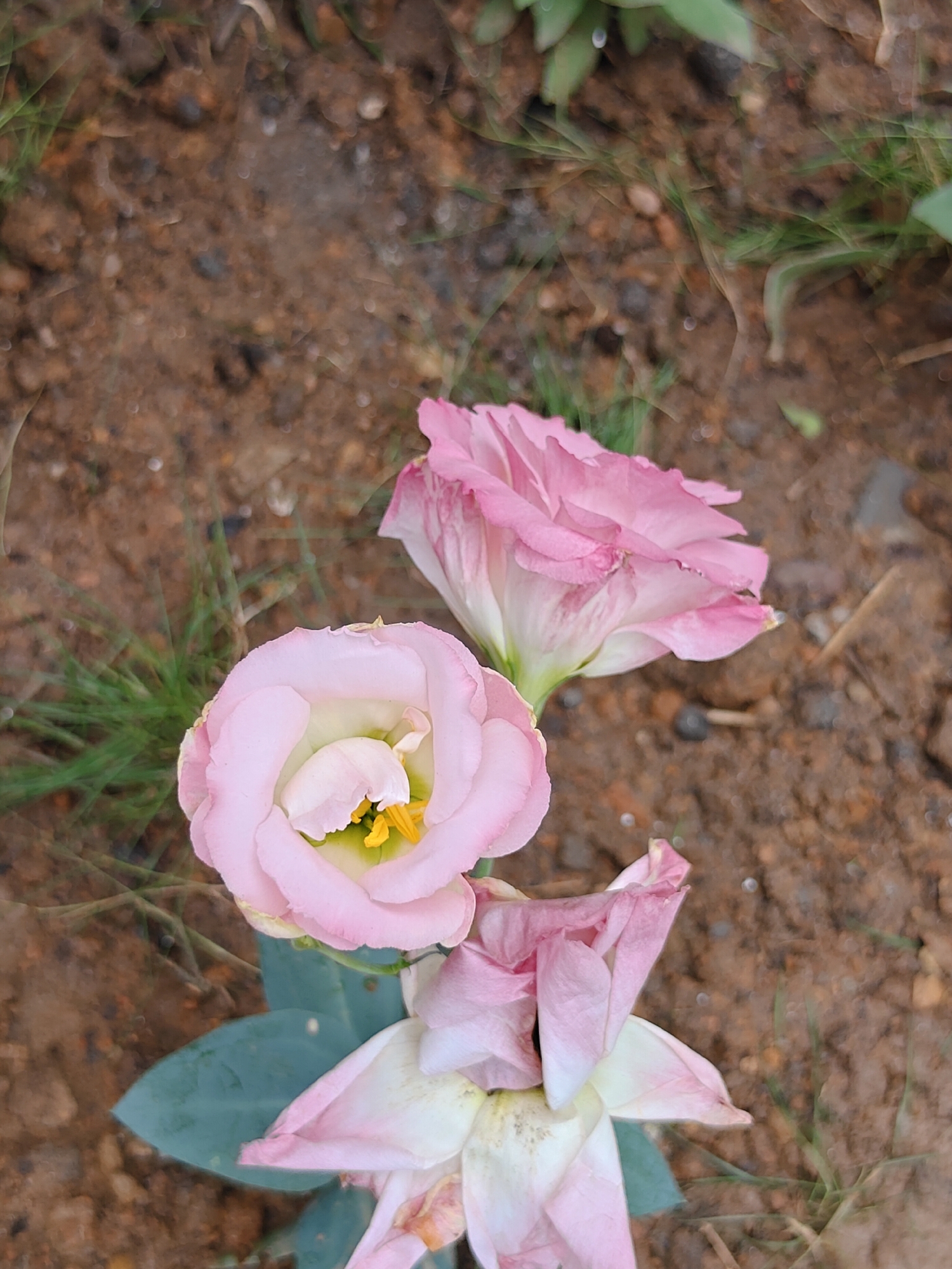 Dhunibesi, Nepal