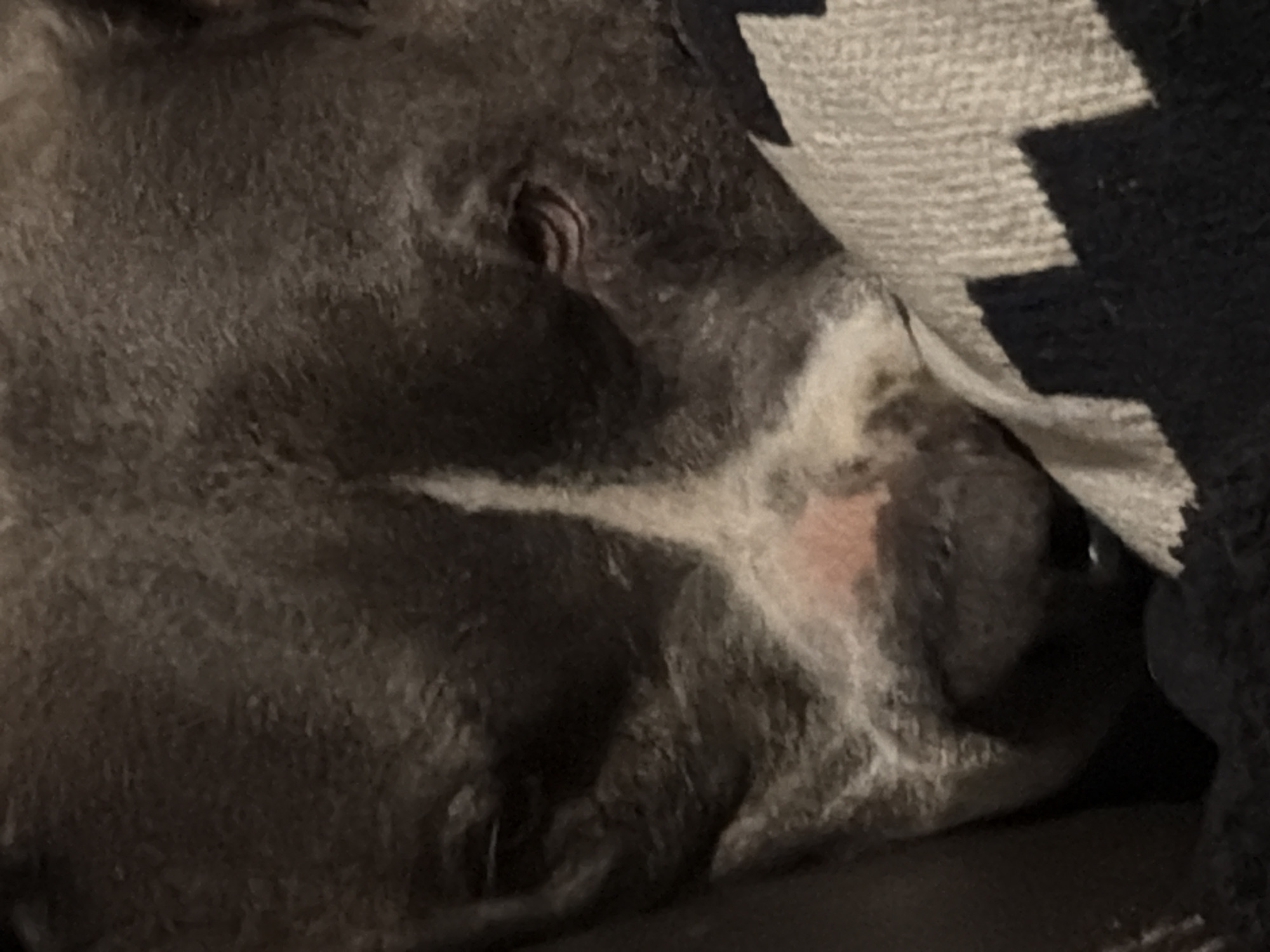 A resting dog and a cloudy night sky in Luxembourg