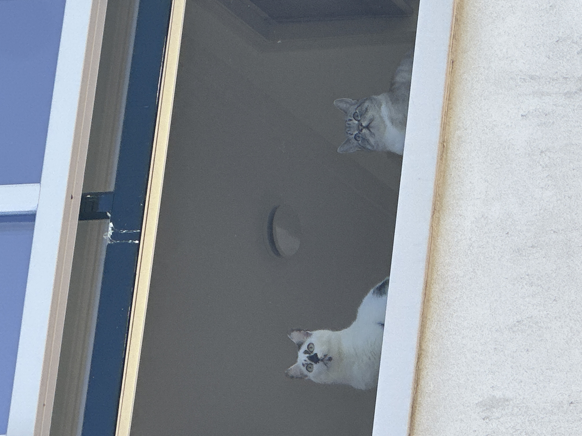 Cats and jackdaw observed together in Zandvoort neighborhood