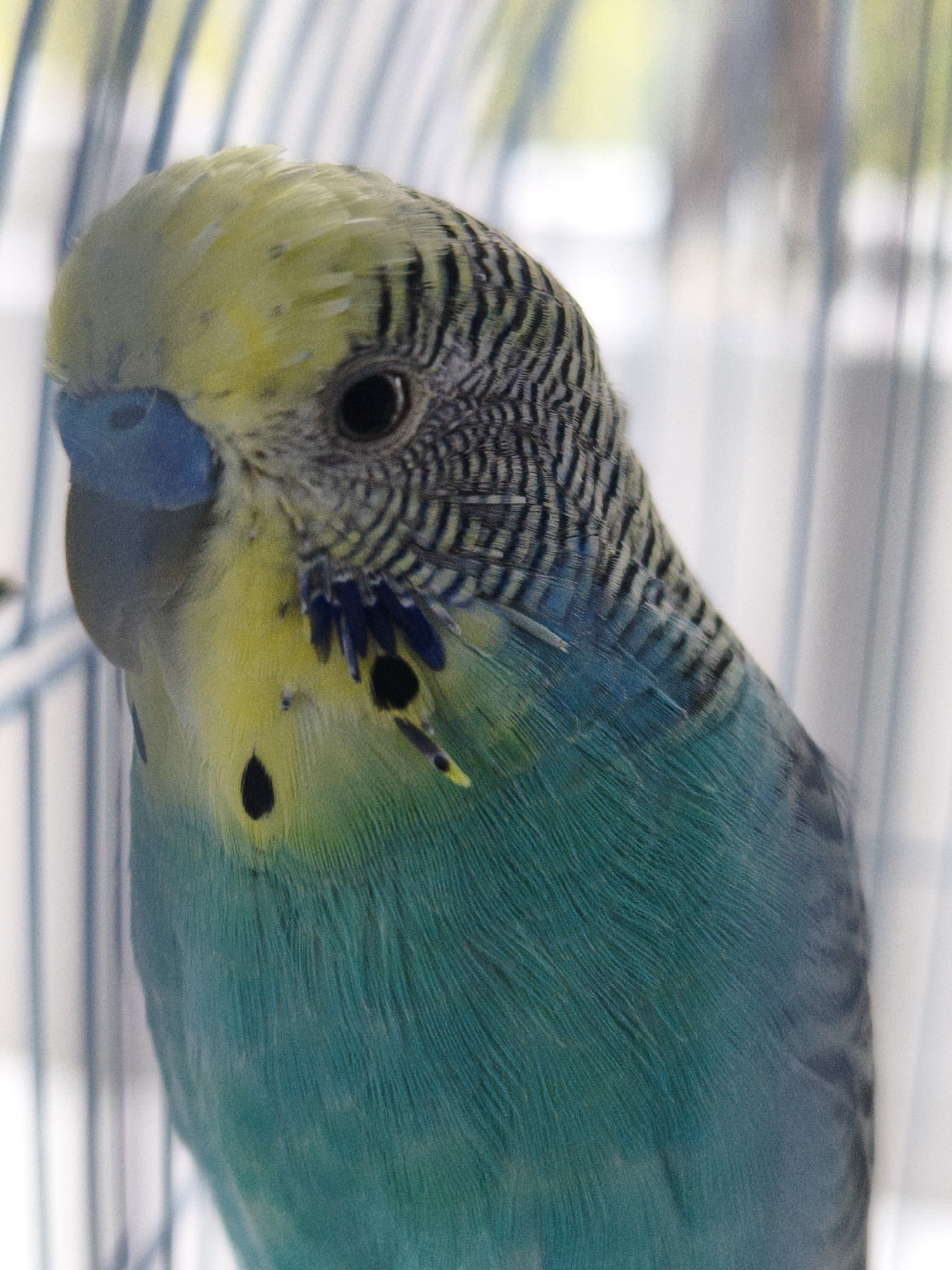 Pet budgies and casual selfies from a morning in Chaikovsky