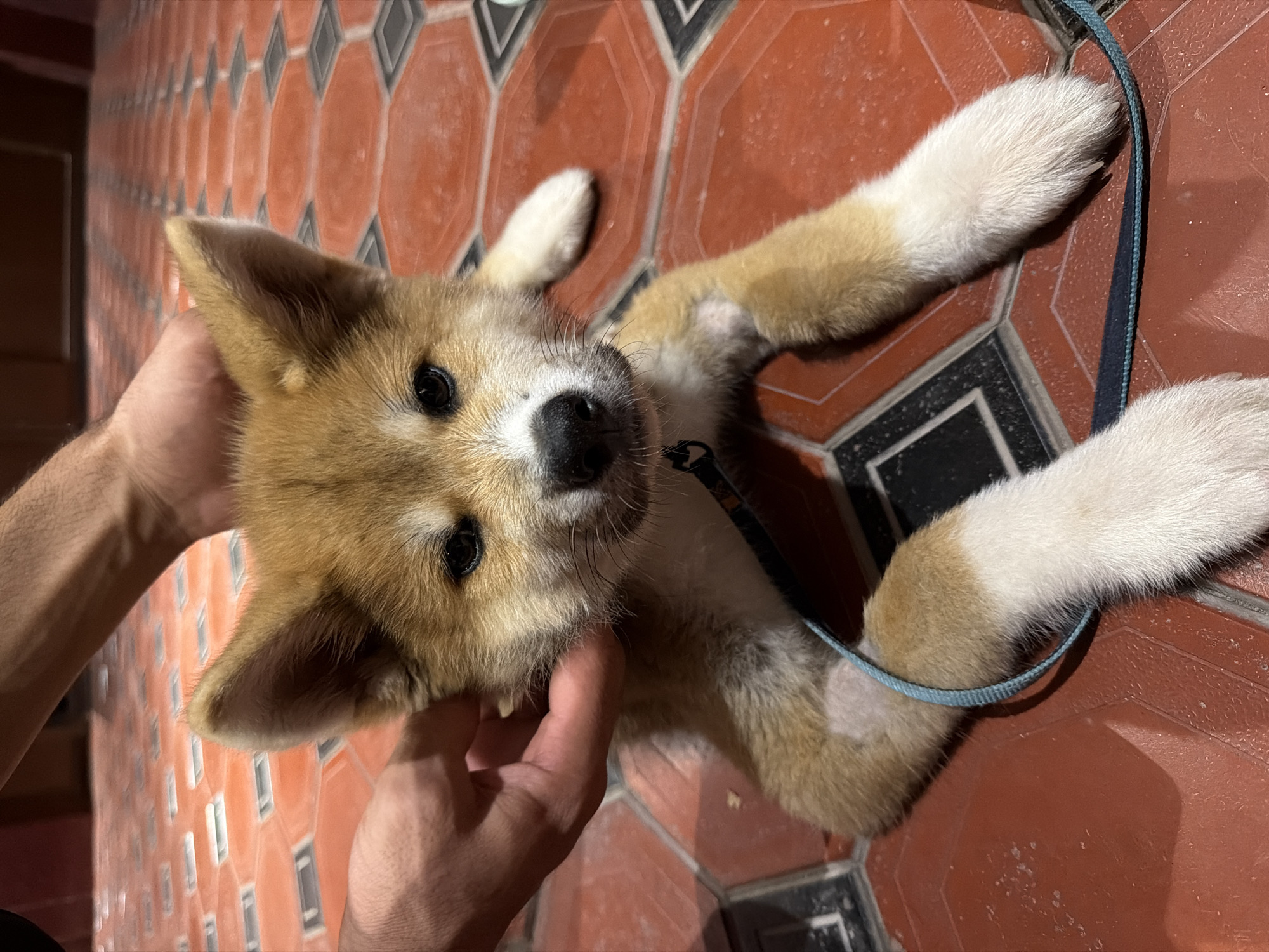 Shiba Inu puppy resting on tiled floor in Tashkent