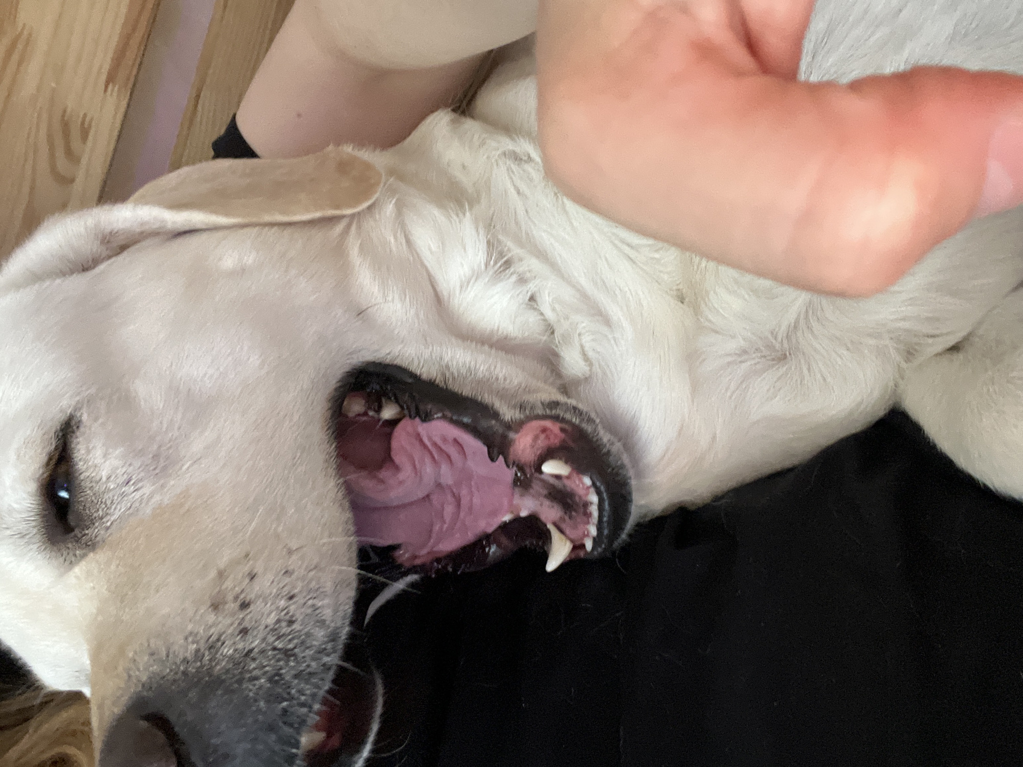 Labrador mid-yawn, totally relaxed on a black surface