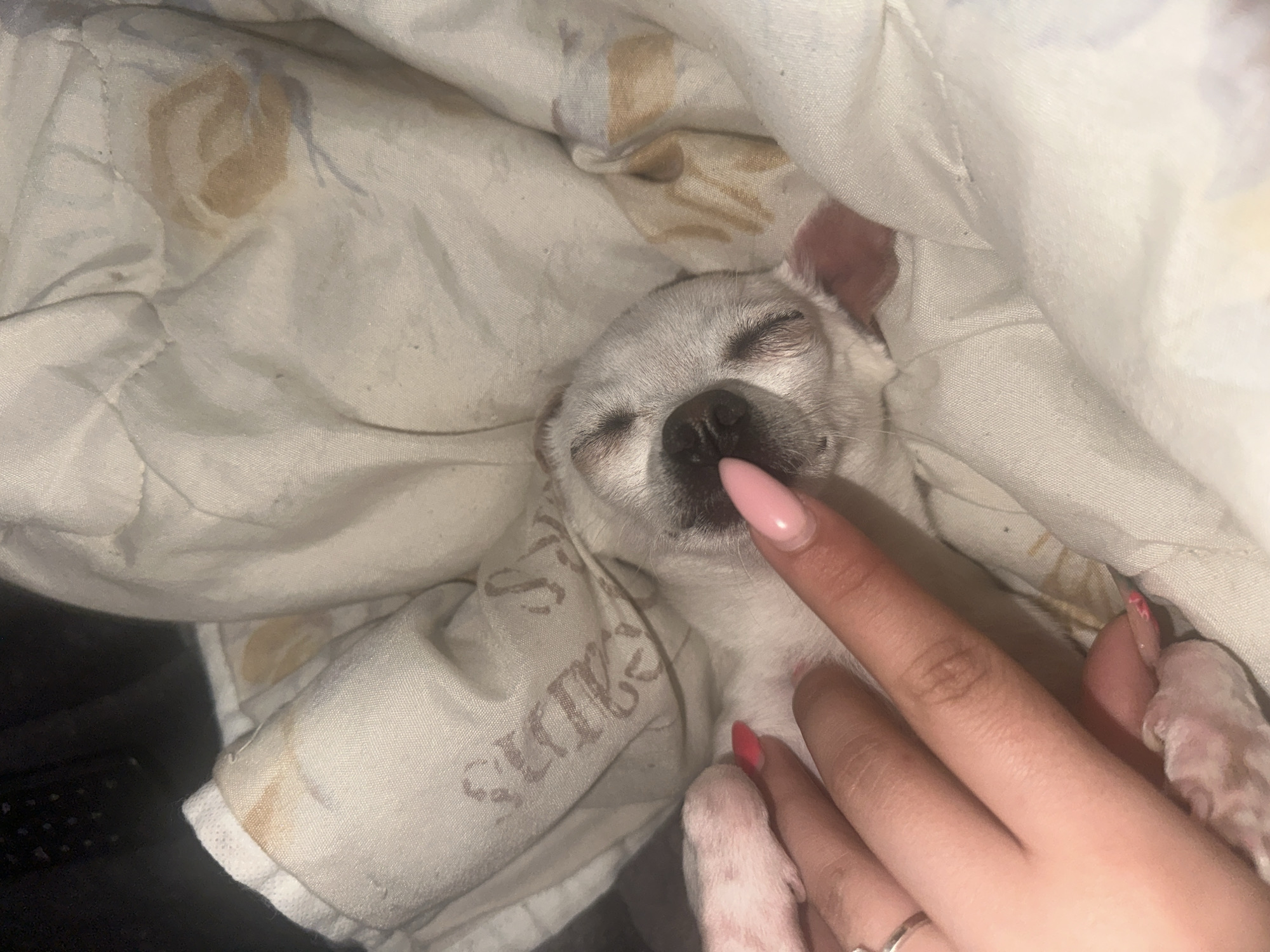 Tender moment between owner and sleeping Chihuahua in Bulgaria