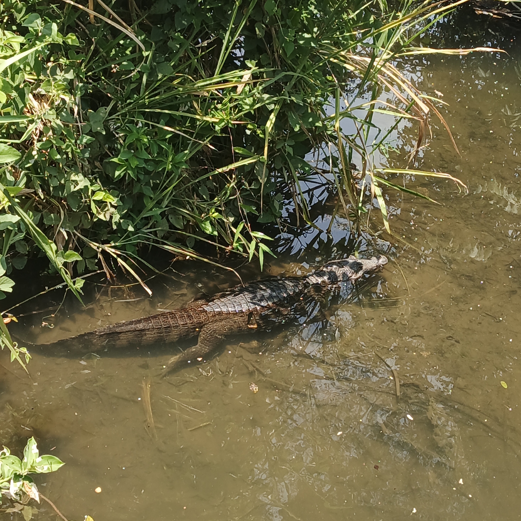 Caiman spotted in Venezuelan waterways near rural roads