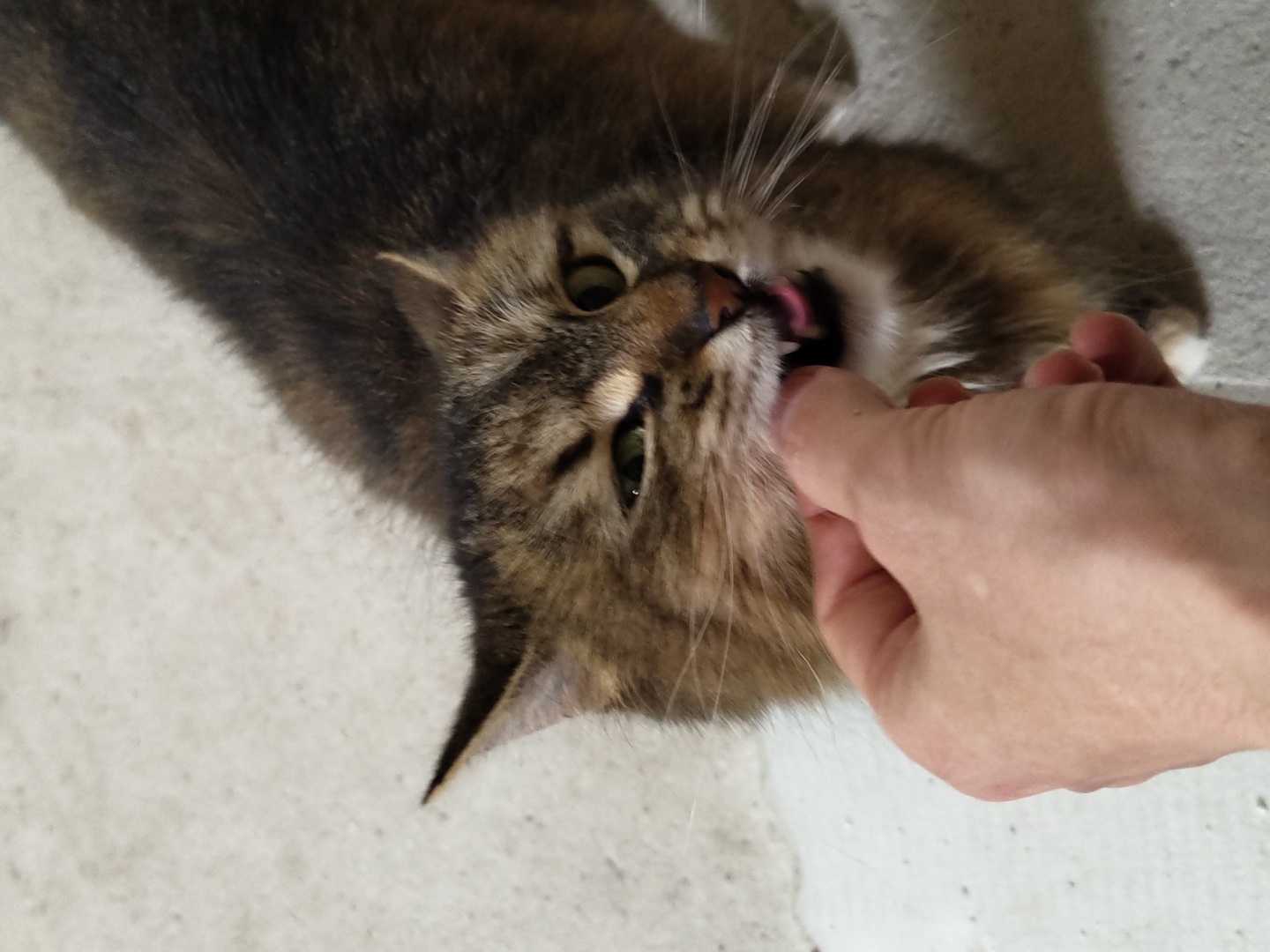 Cats observed being fed and resting in morning hours