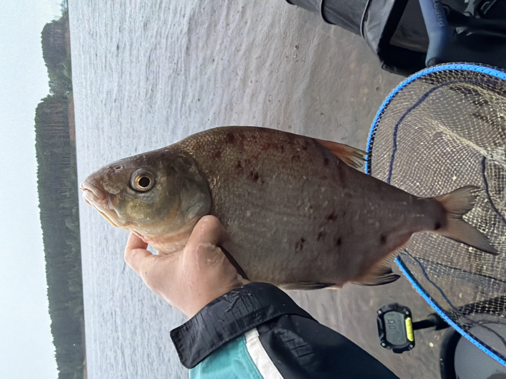 Fresh catch weighed and held up on the water in Chaikovsky