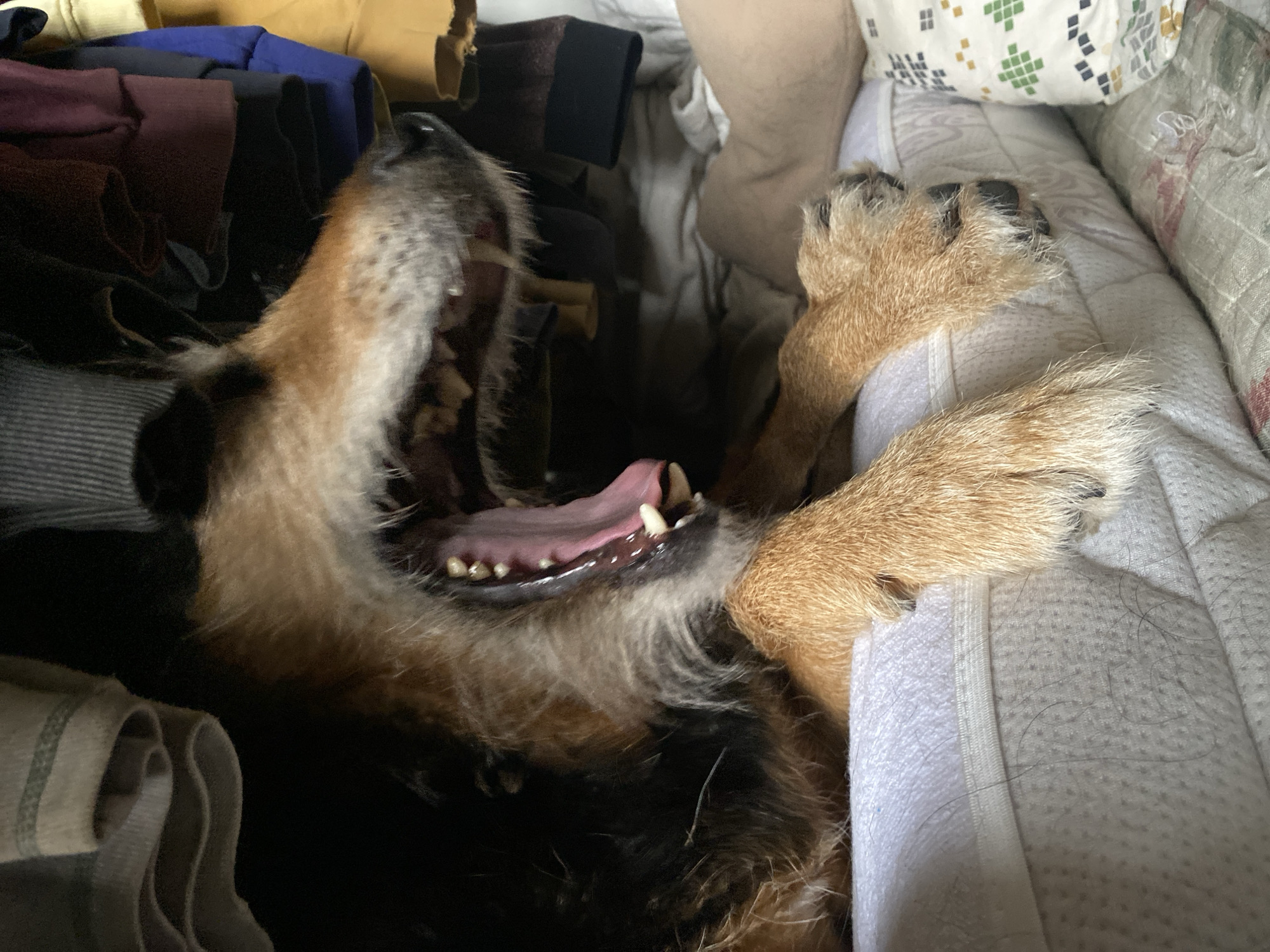 Dog rests and yawns on bed in Moscow