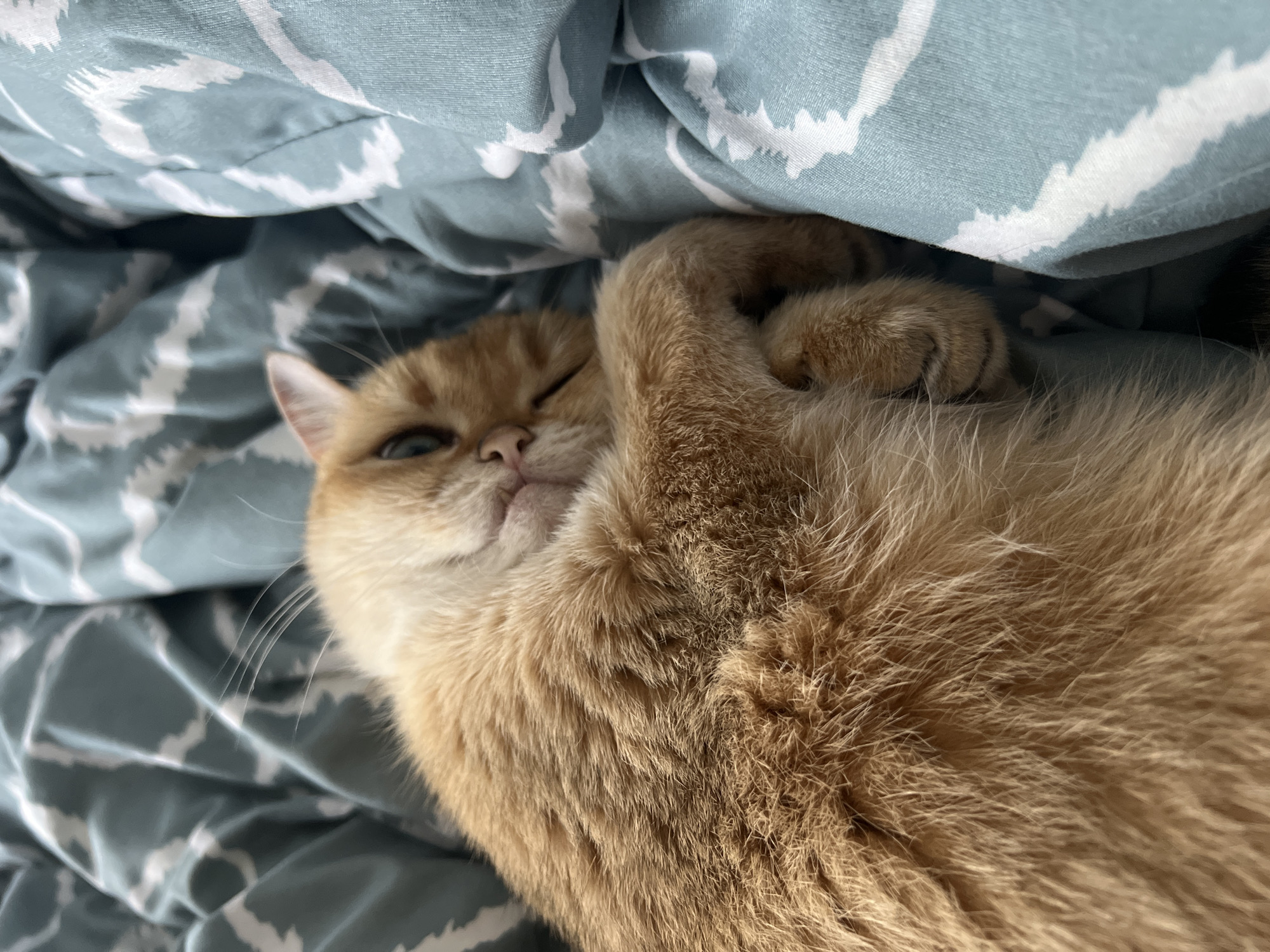 Cat rests on patterned bedding in Montenegro morning