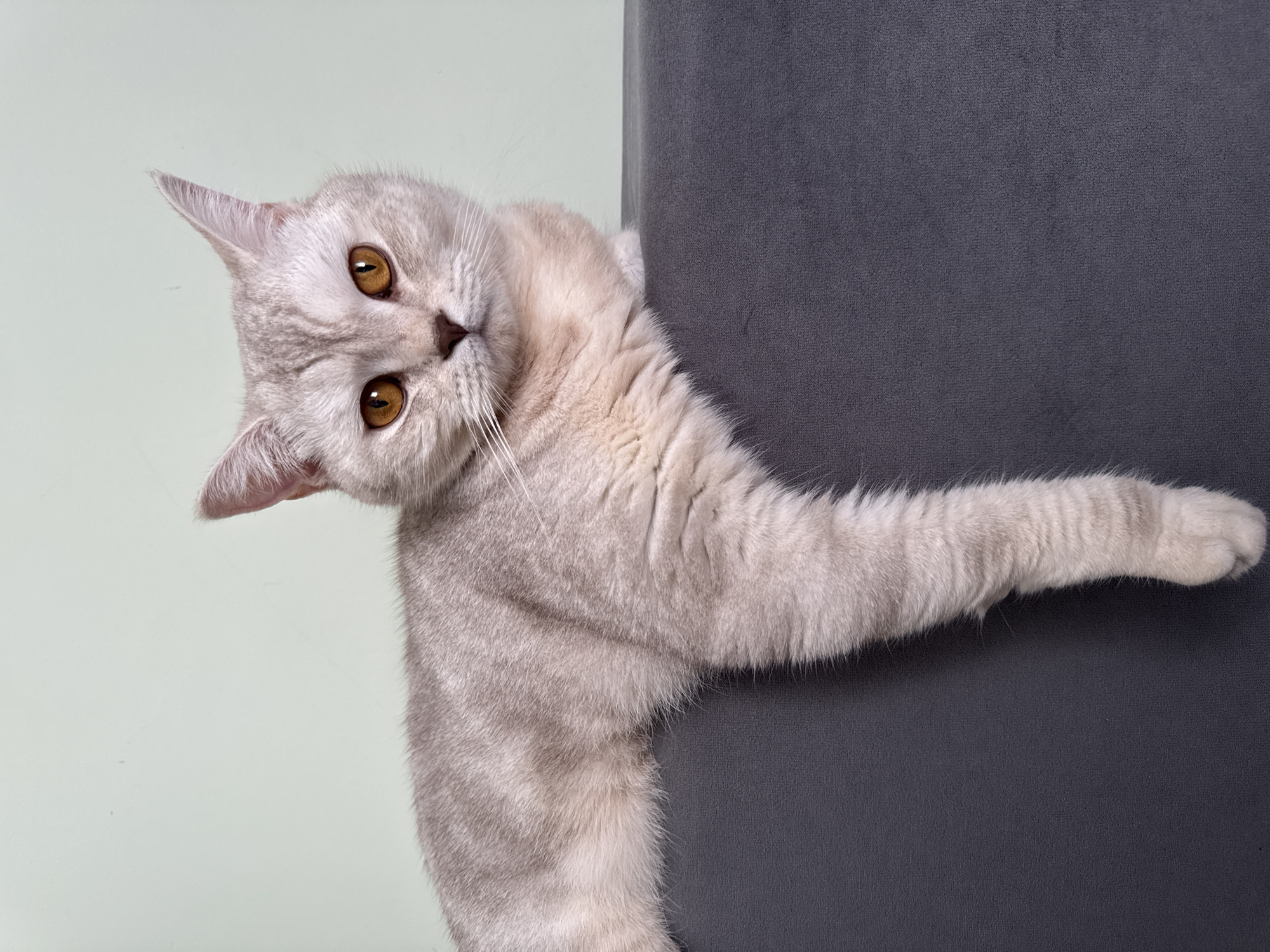 Tabby cat photographed on furniture in Sarapul, Russia