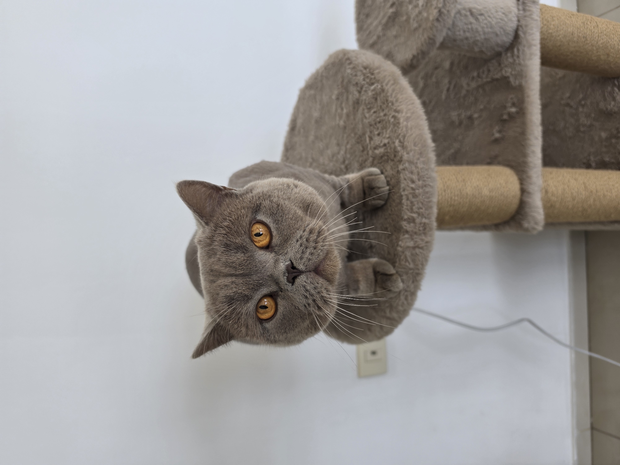 Quiet moments captured in Bat Yam: indoor cat, coastal views