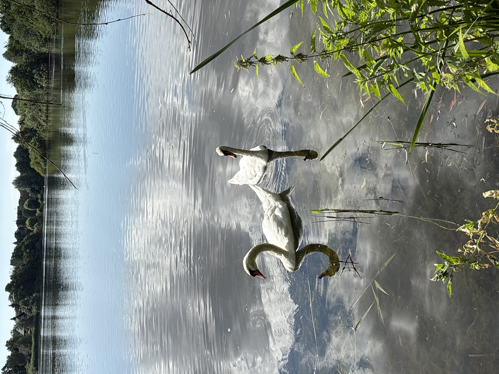 Swans, ducks, and wild berries at a Copenhagen lakeside