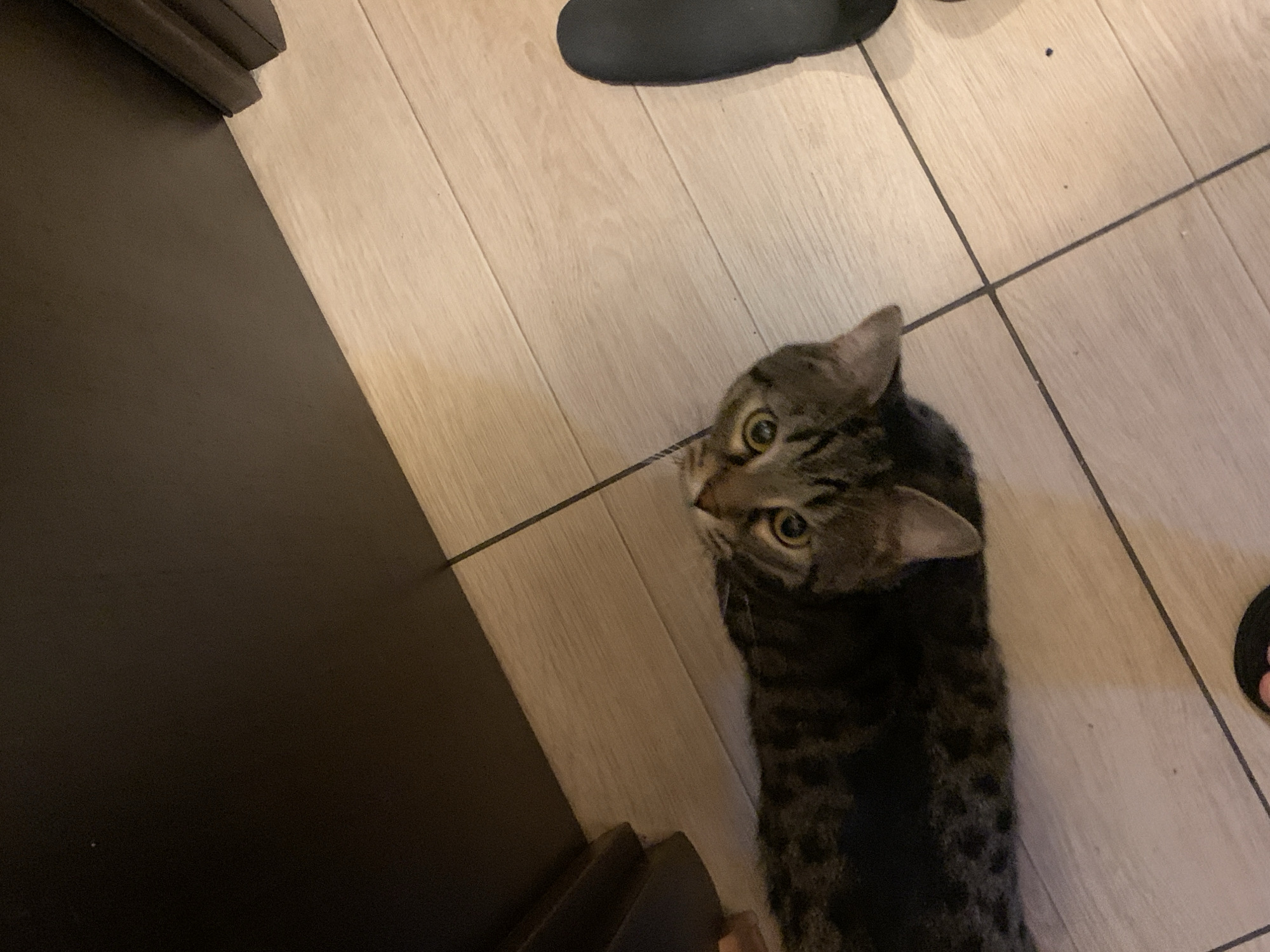 Tabby cat photographed indoors in Stavropol, Russia