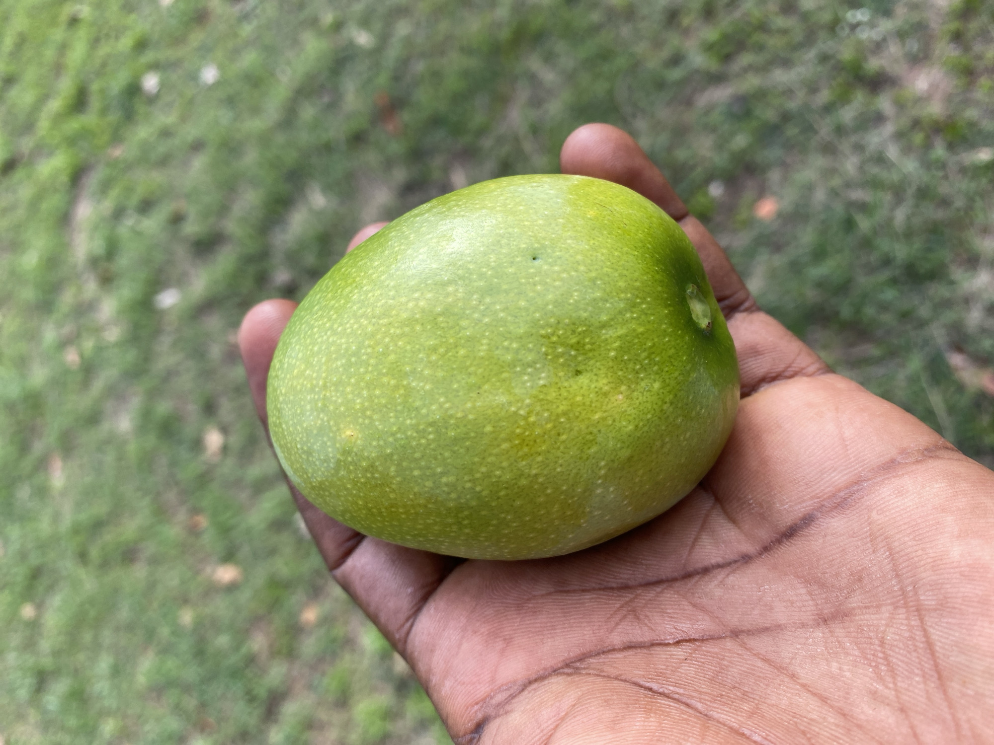 Fruit examination, landscapes, and billiards captured in Nigeria