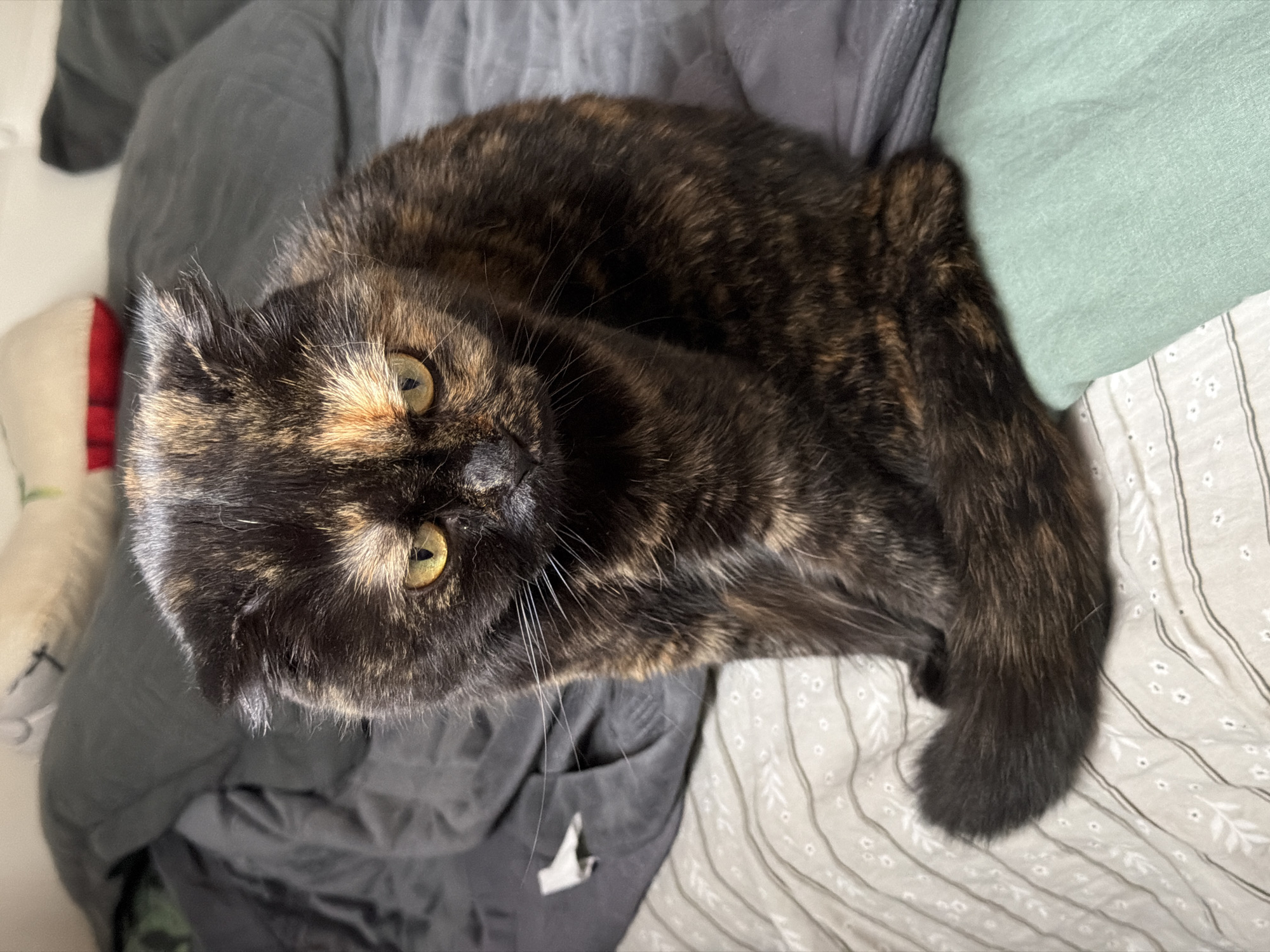 Indoor moments captured in Chaikovsky: cat resting, woman's mirror reflection