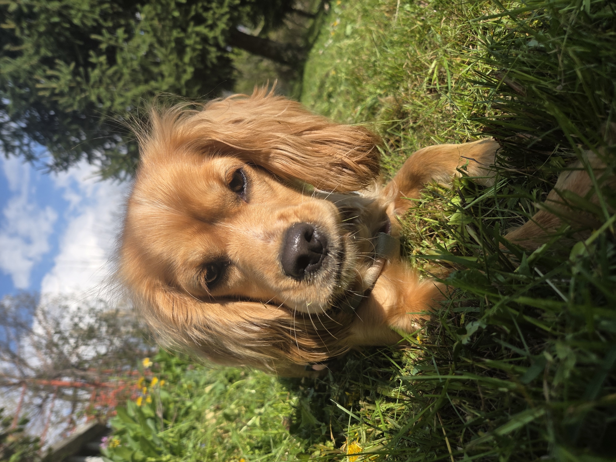 Golden Cocker Spaniel enjoys afternoon playtime in Bulgarian countryside