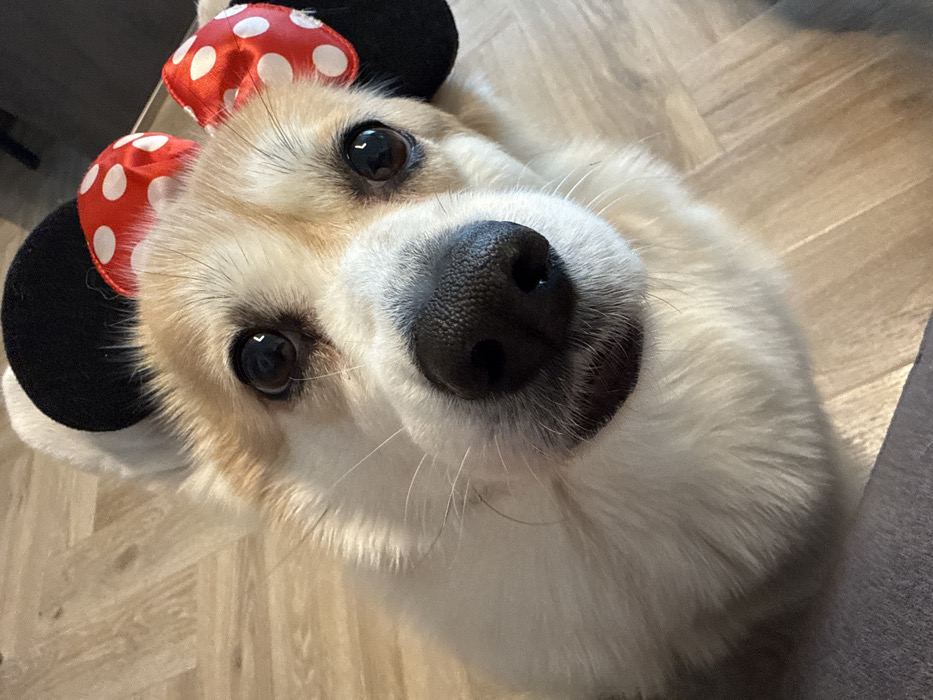 Corgi Models Disney Headbands in Late-Night Krasnoyarsk Photo Session
