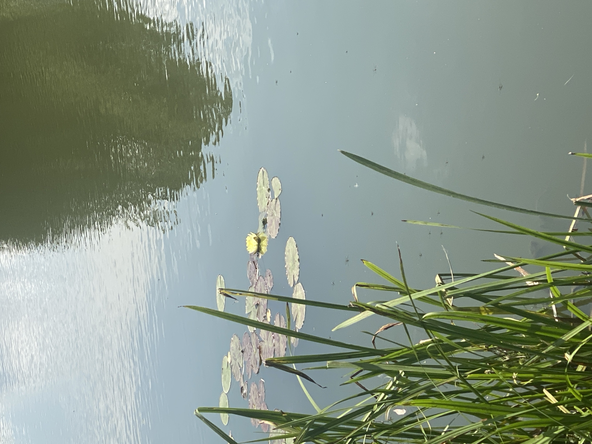Quiet pond with water lilies and reeds in Briceni, Moldova