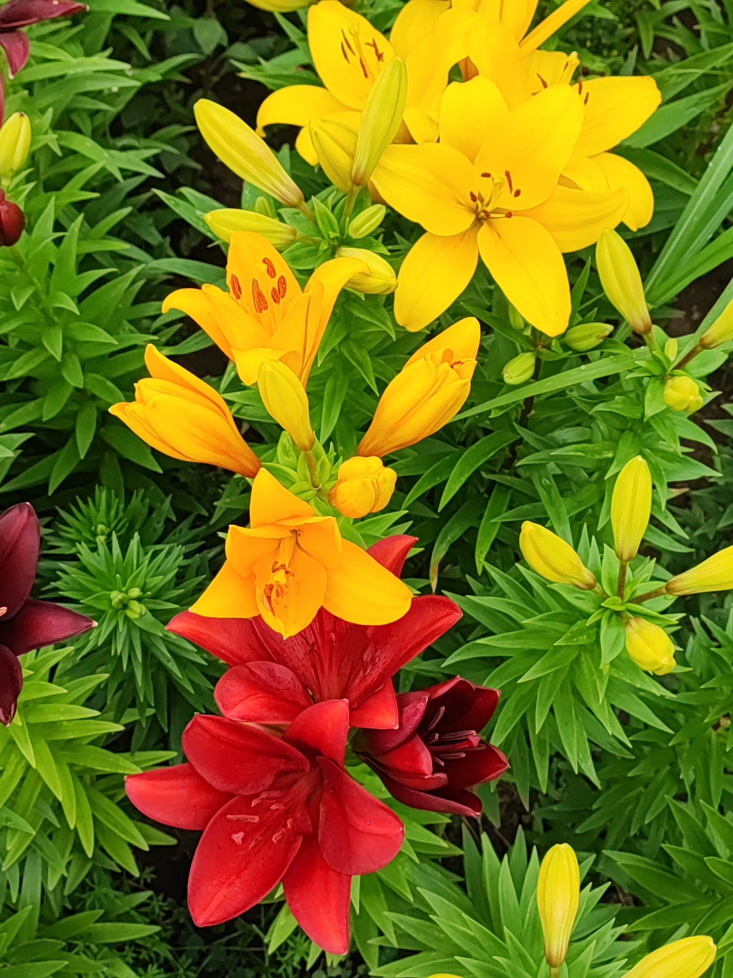 Yellow and burgundy lilies blooming in Nový Jičín