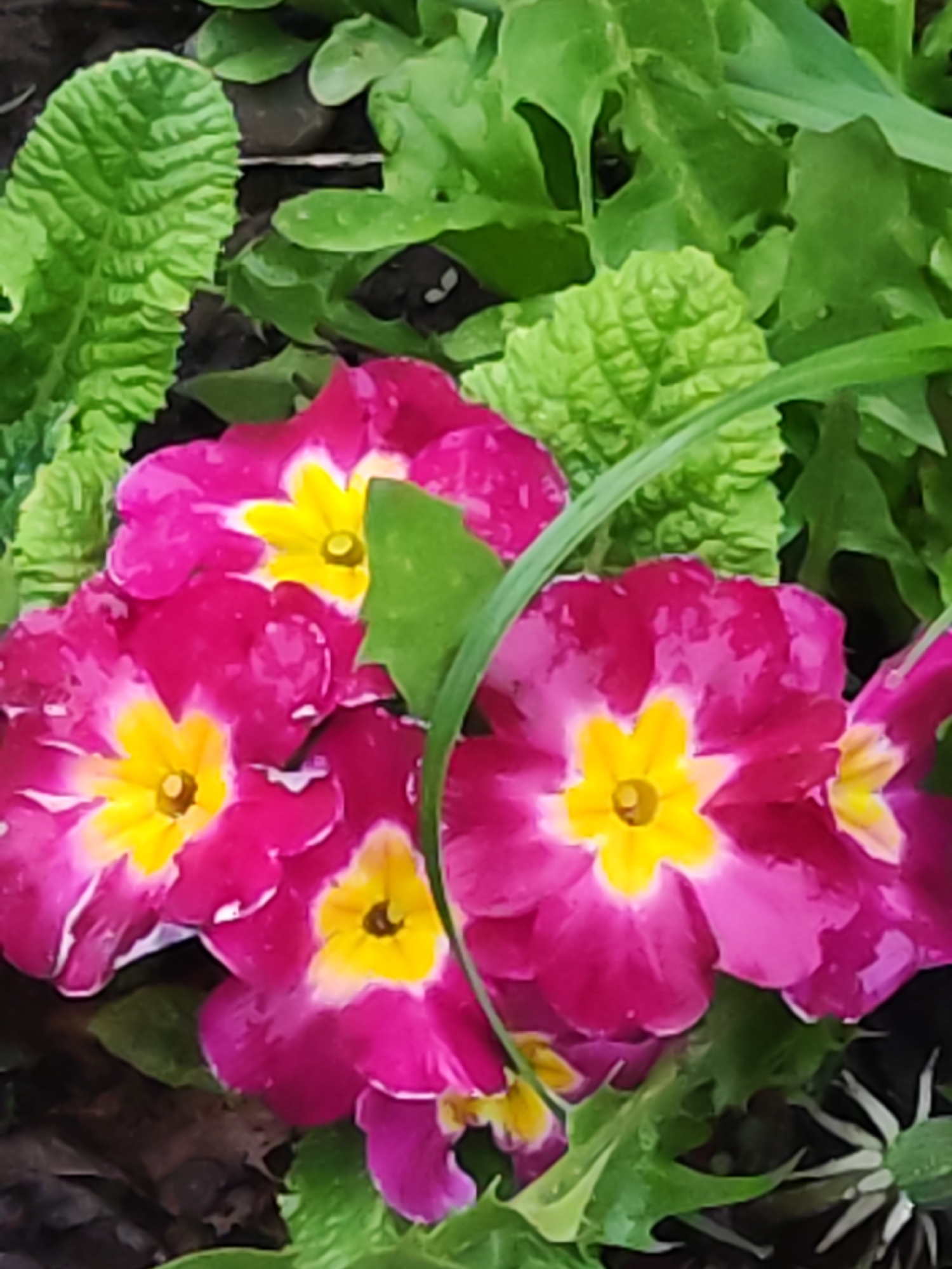 Spring flowers bloom in Chaikovsky as observers document garden scenes