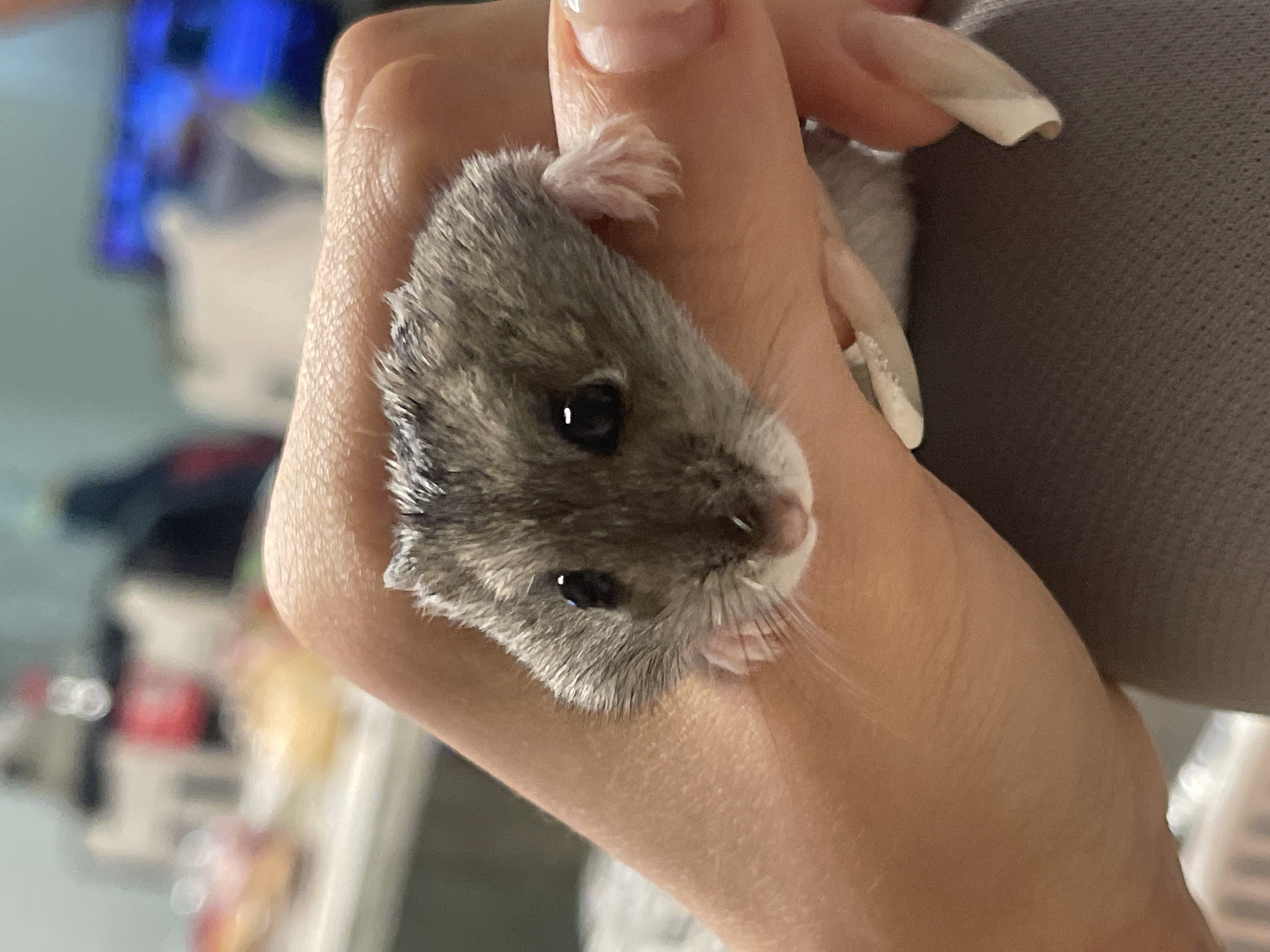 Striped hamster handled and explored up close