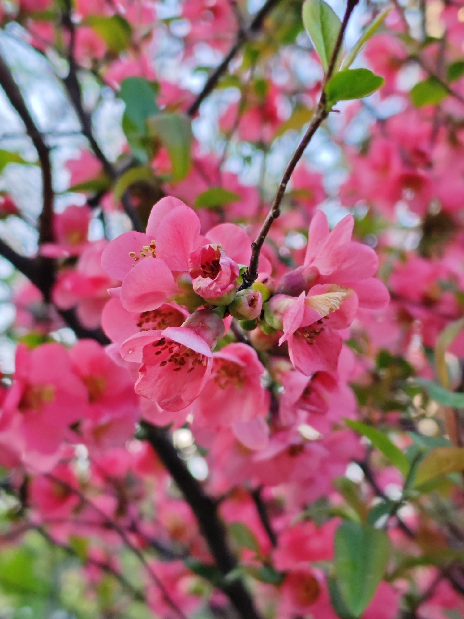 Pink flowers bloom in Pyatigorsk, Russia spring afternoon